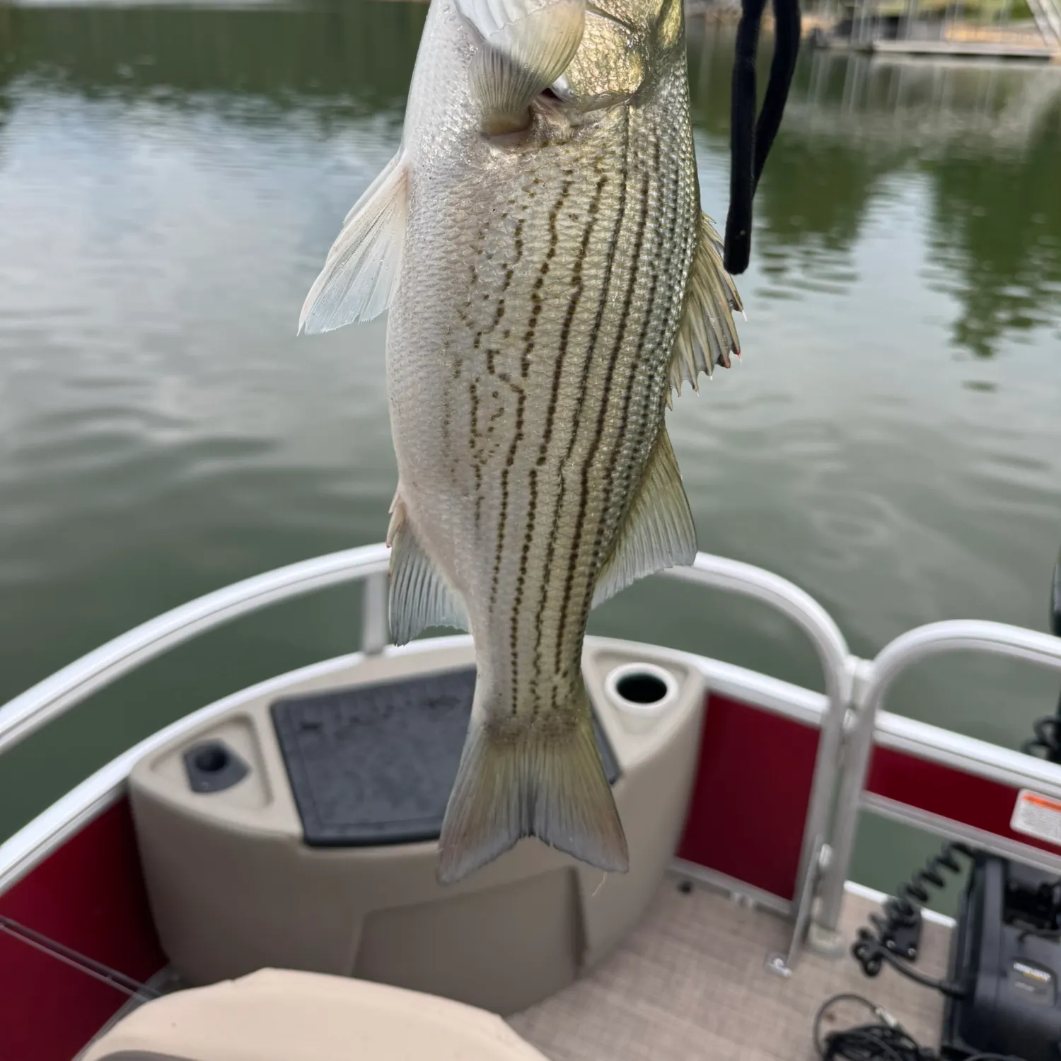 Wiper caught on Fishbrain