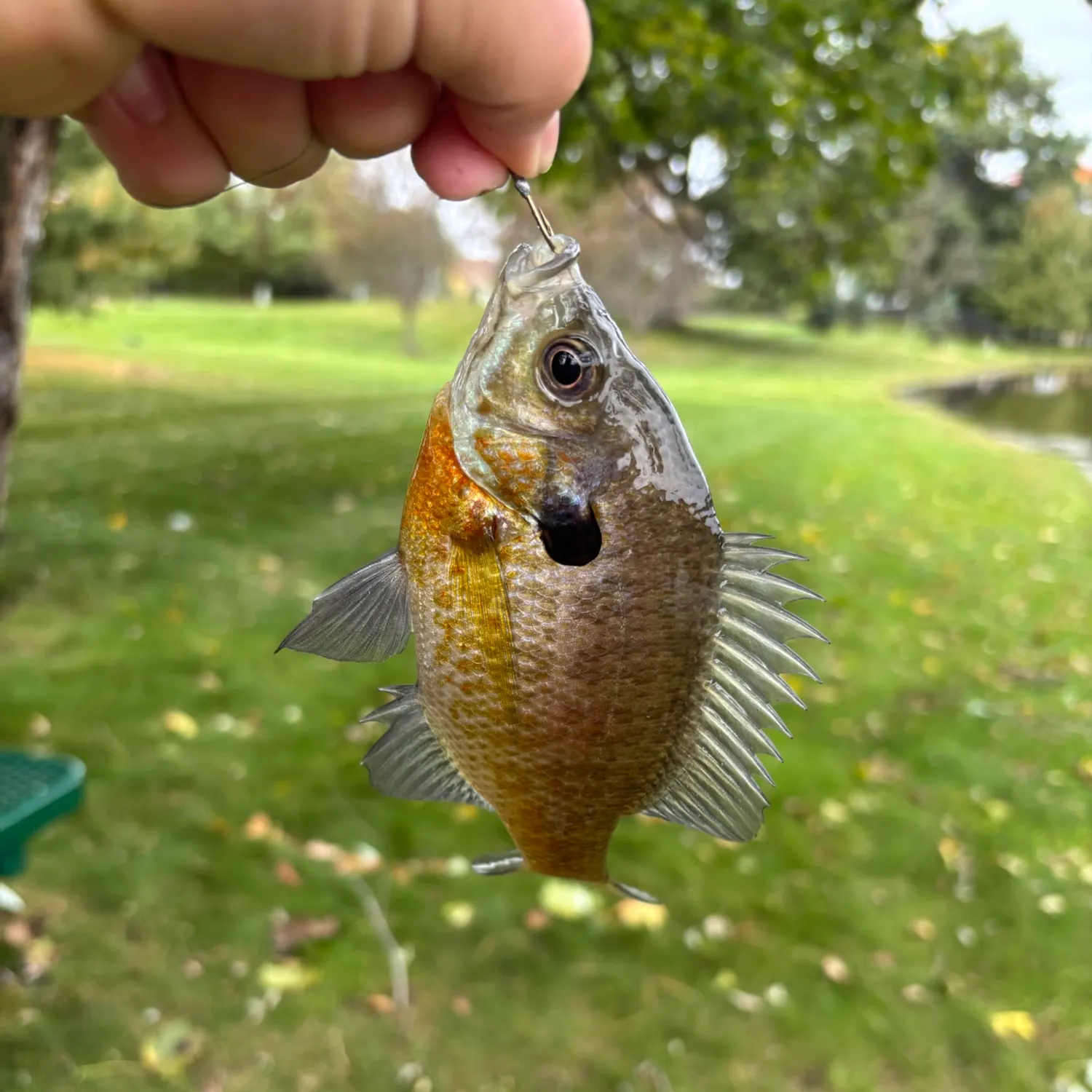 Bluegill caught on Fishbrain