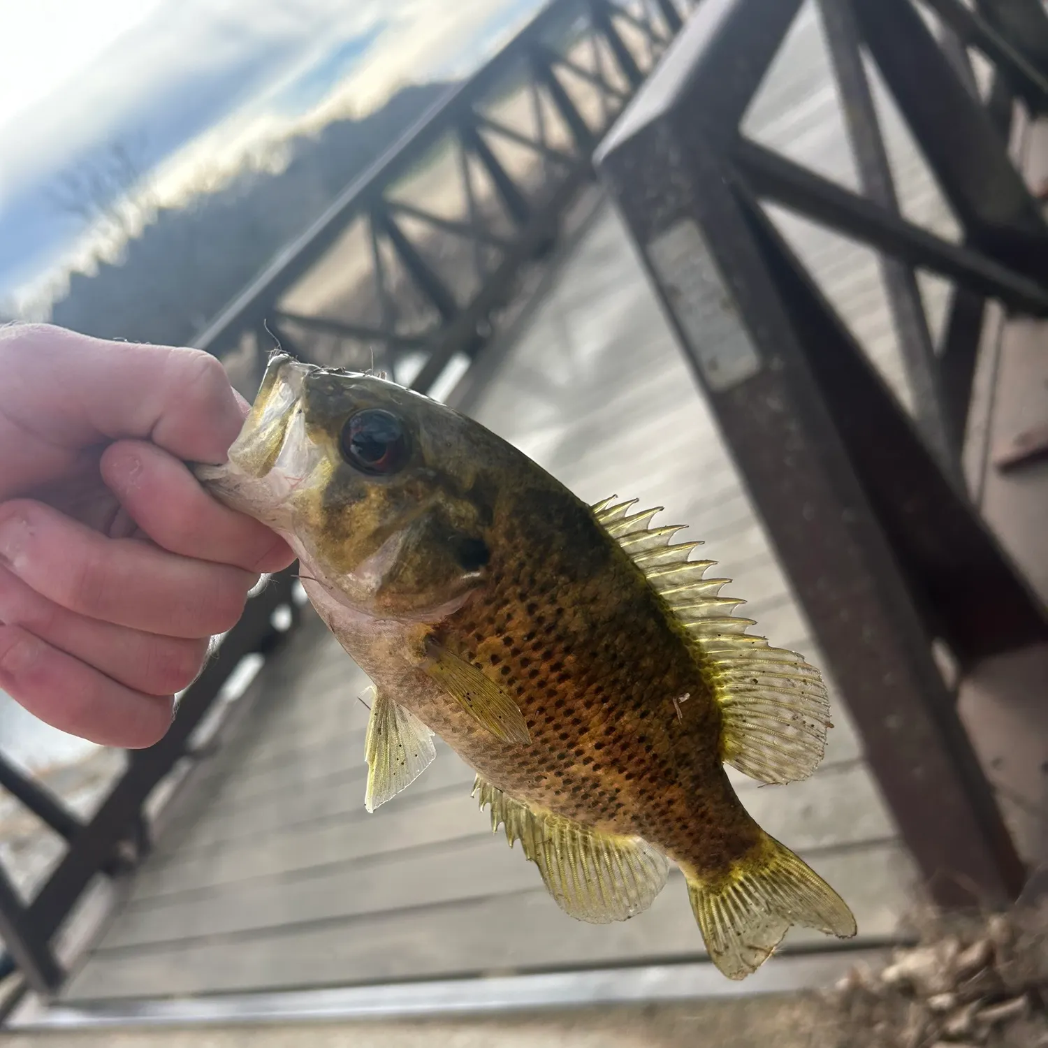 The most recent Shadow bass catches on Fishbrain