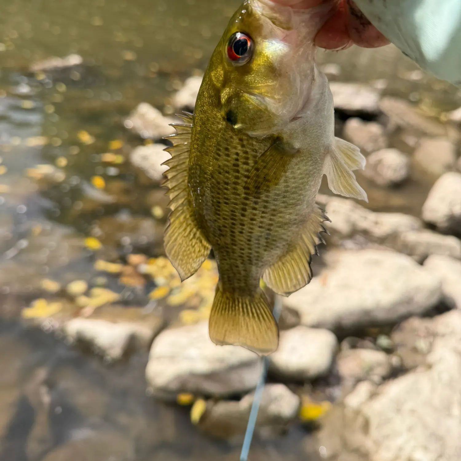 Rock bass caught on Fishbrain