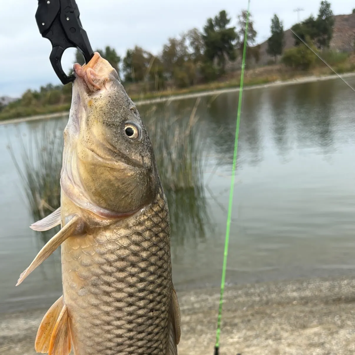 Common carp caught on Fishbrain
