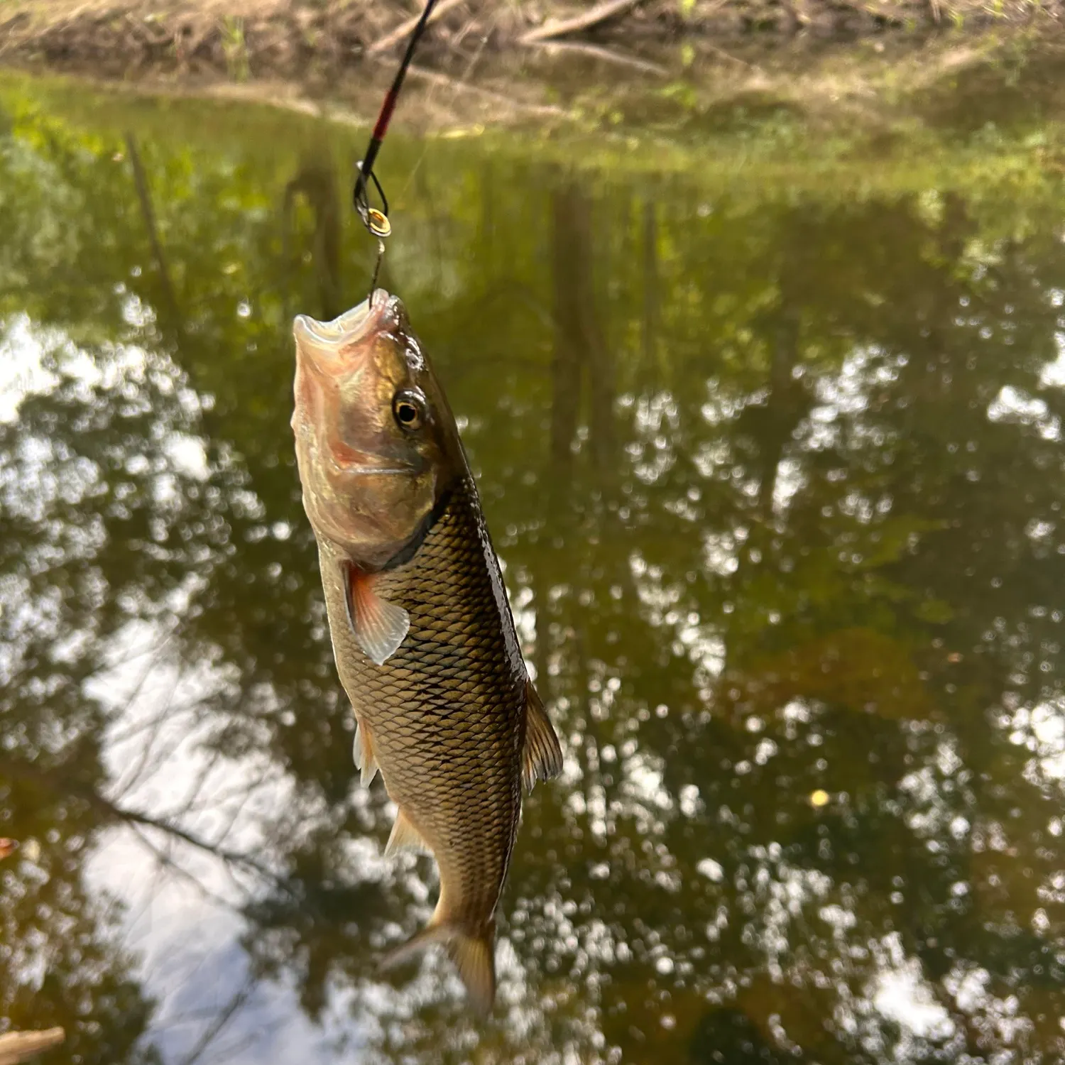 Fallfish caught on Fishbrain