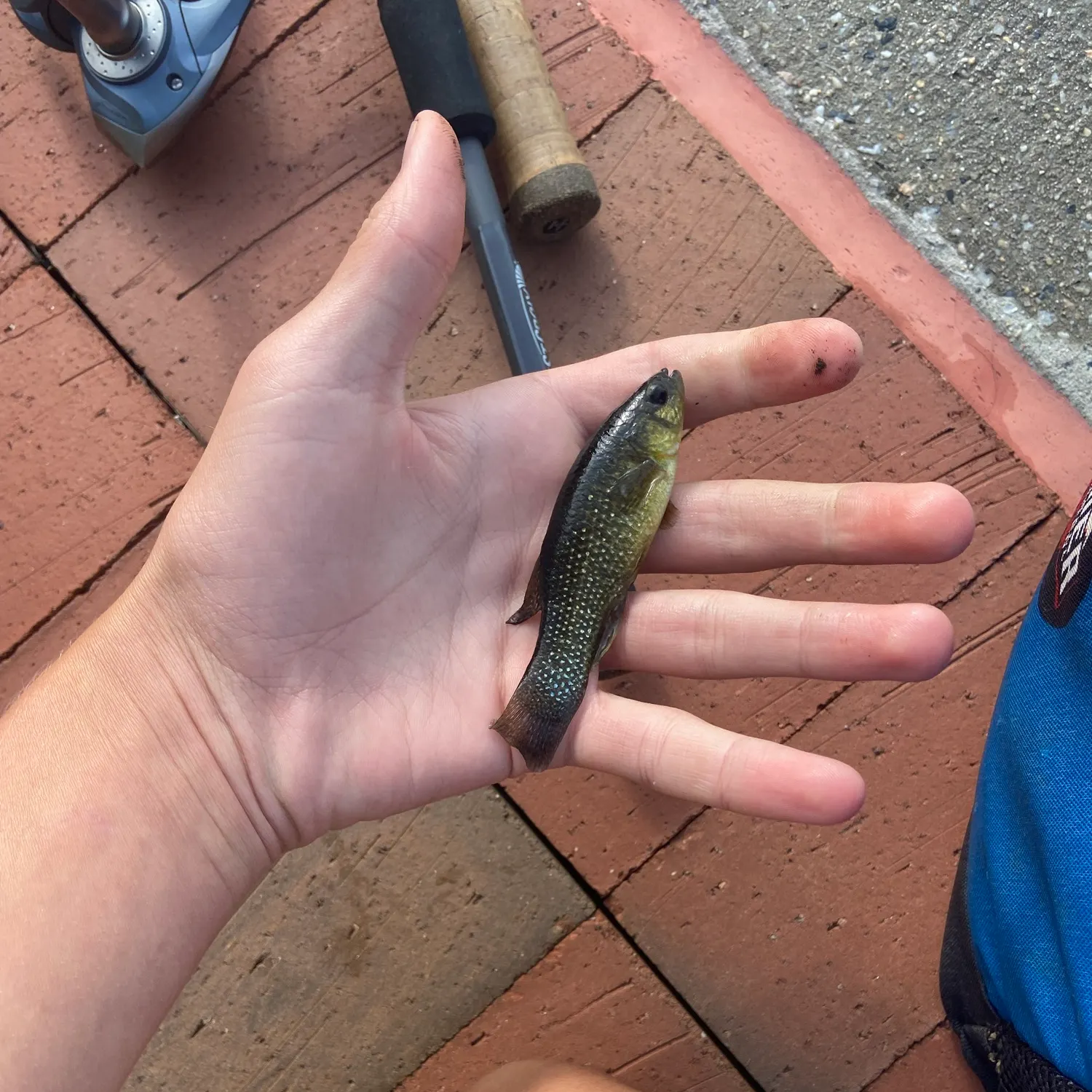 The most recent Mummichog catches on Fishbrain