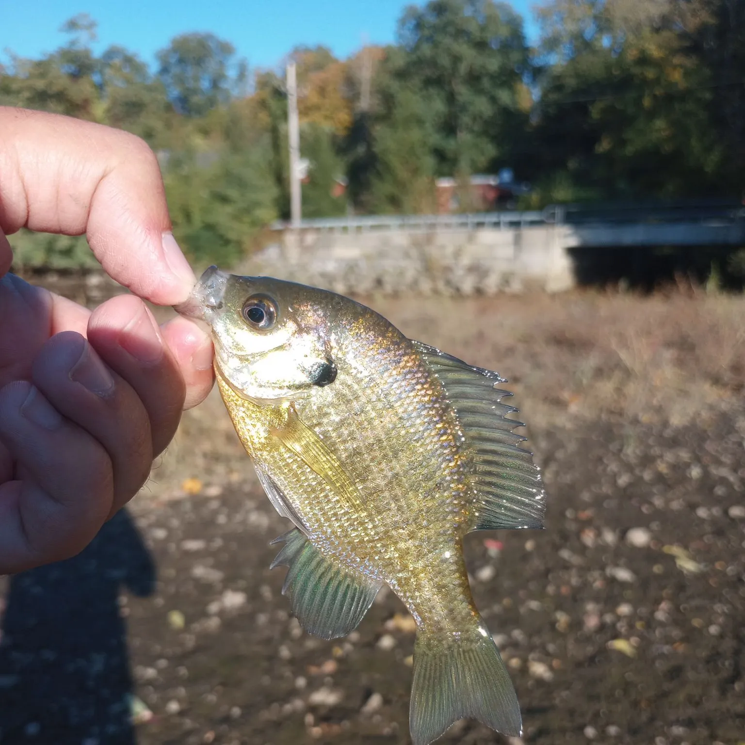 Bluegill caught on Fishbrain