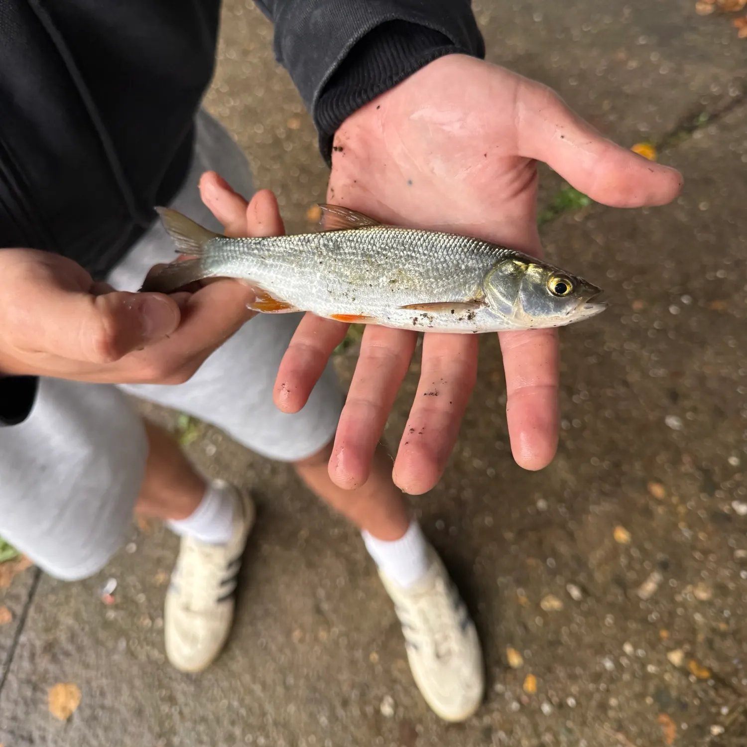 Asp caught on Fishbrain