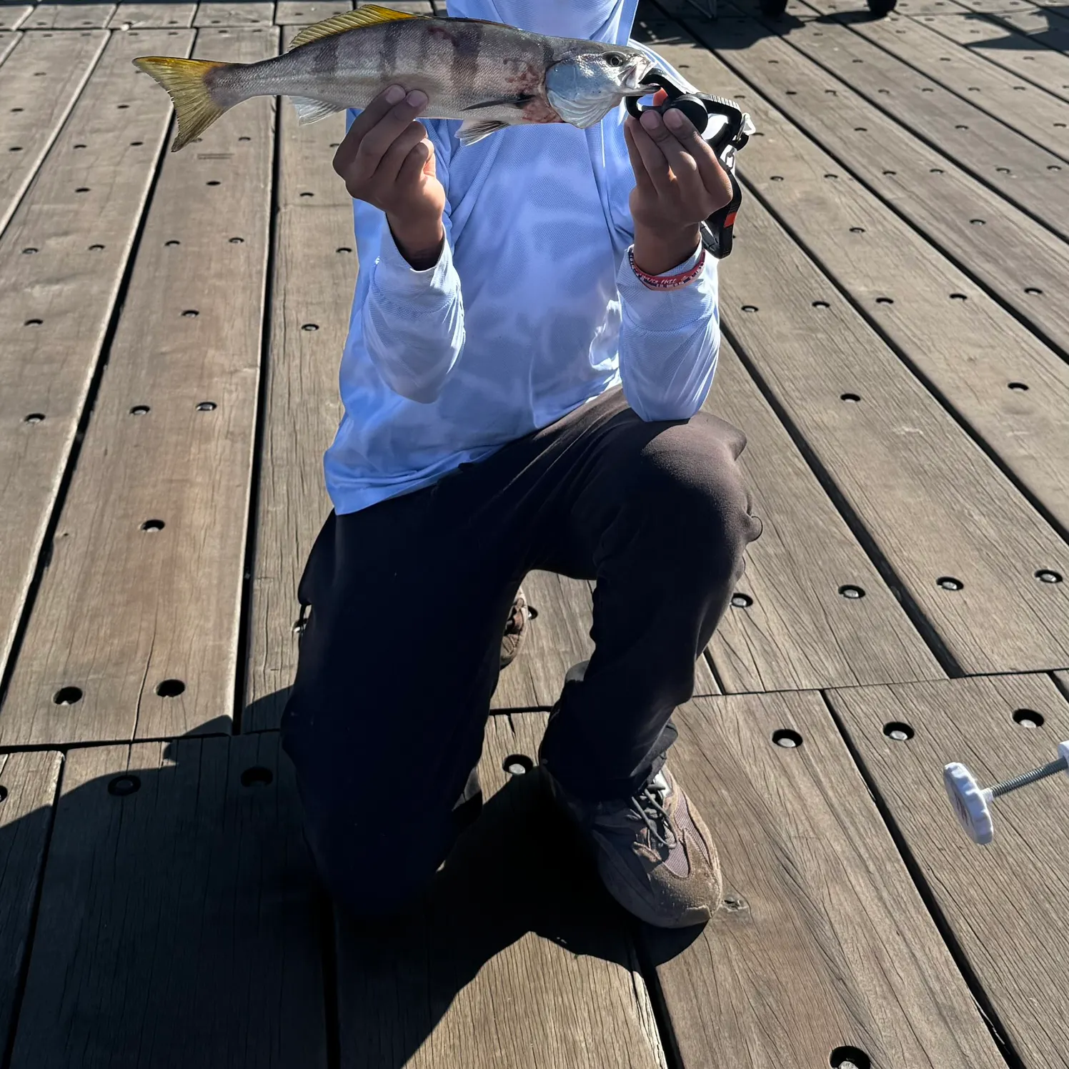 The most recent White seabass catches on Fishbrain