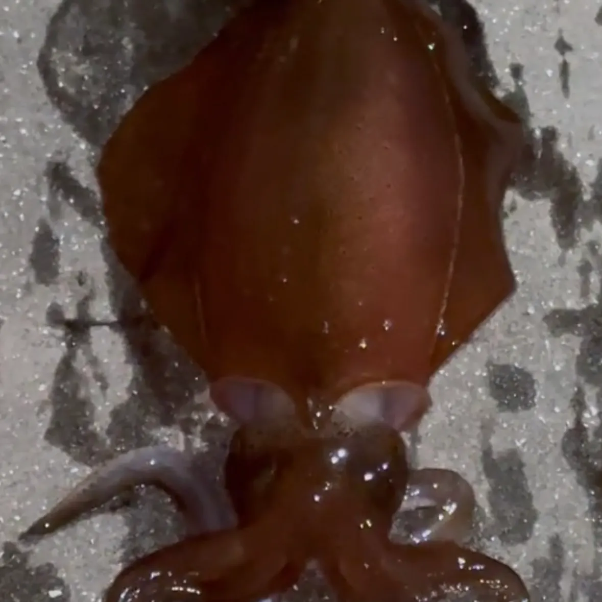 The most recent Southern calamari catches on Fishbrain