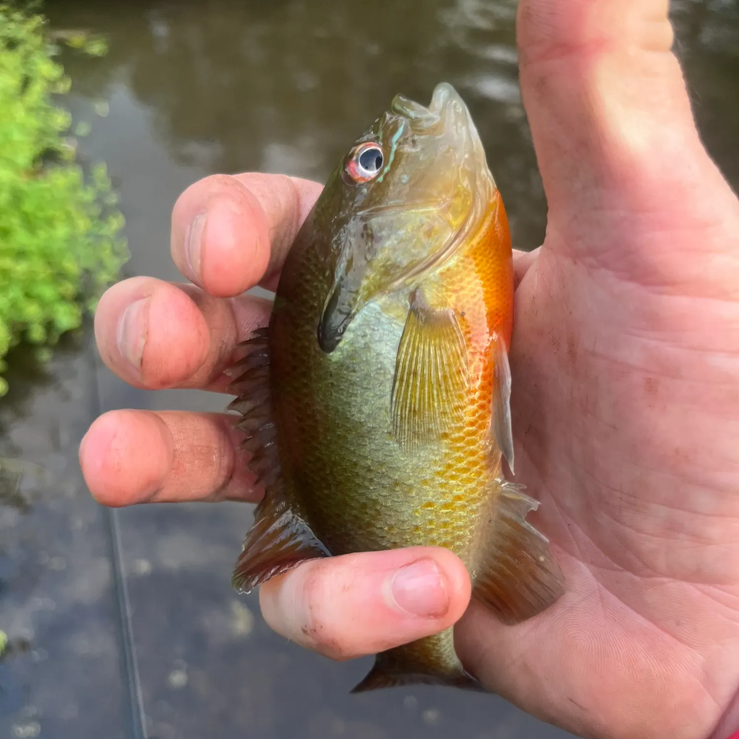 catch