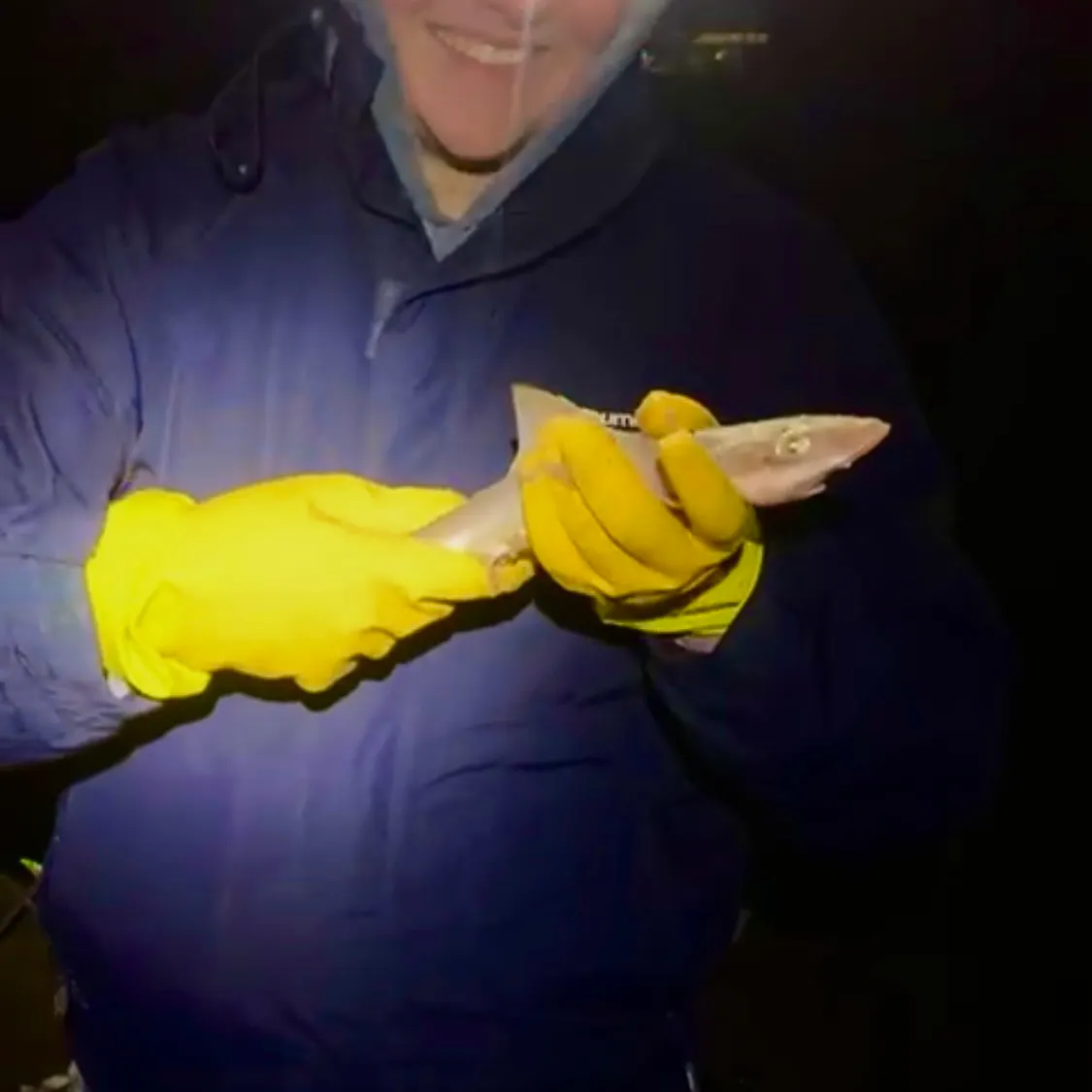 The most recent Starry smooth-hound catches on Fishbrain