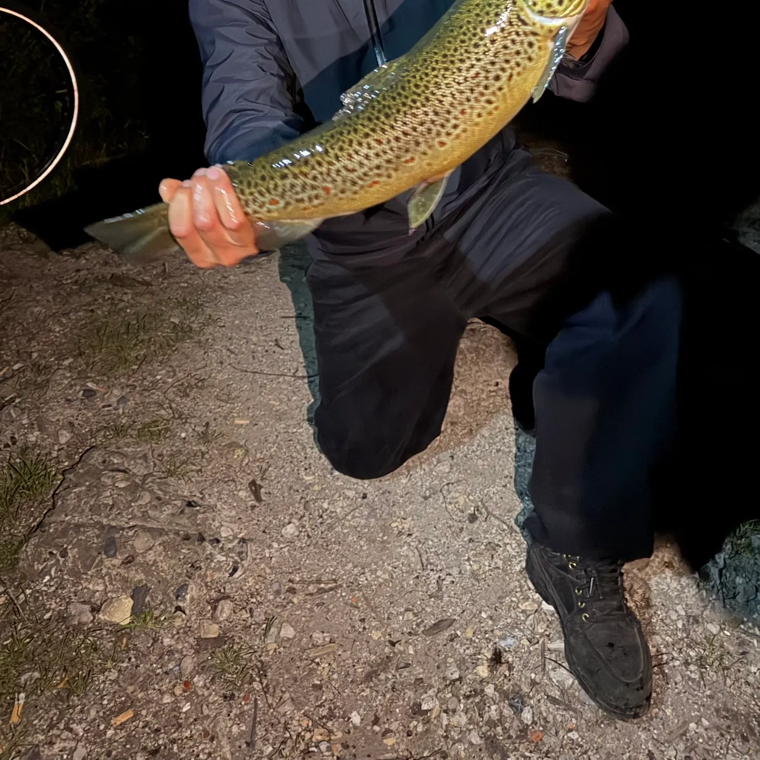 Brown trout caught on Fishbrain