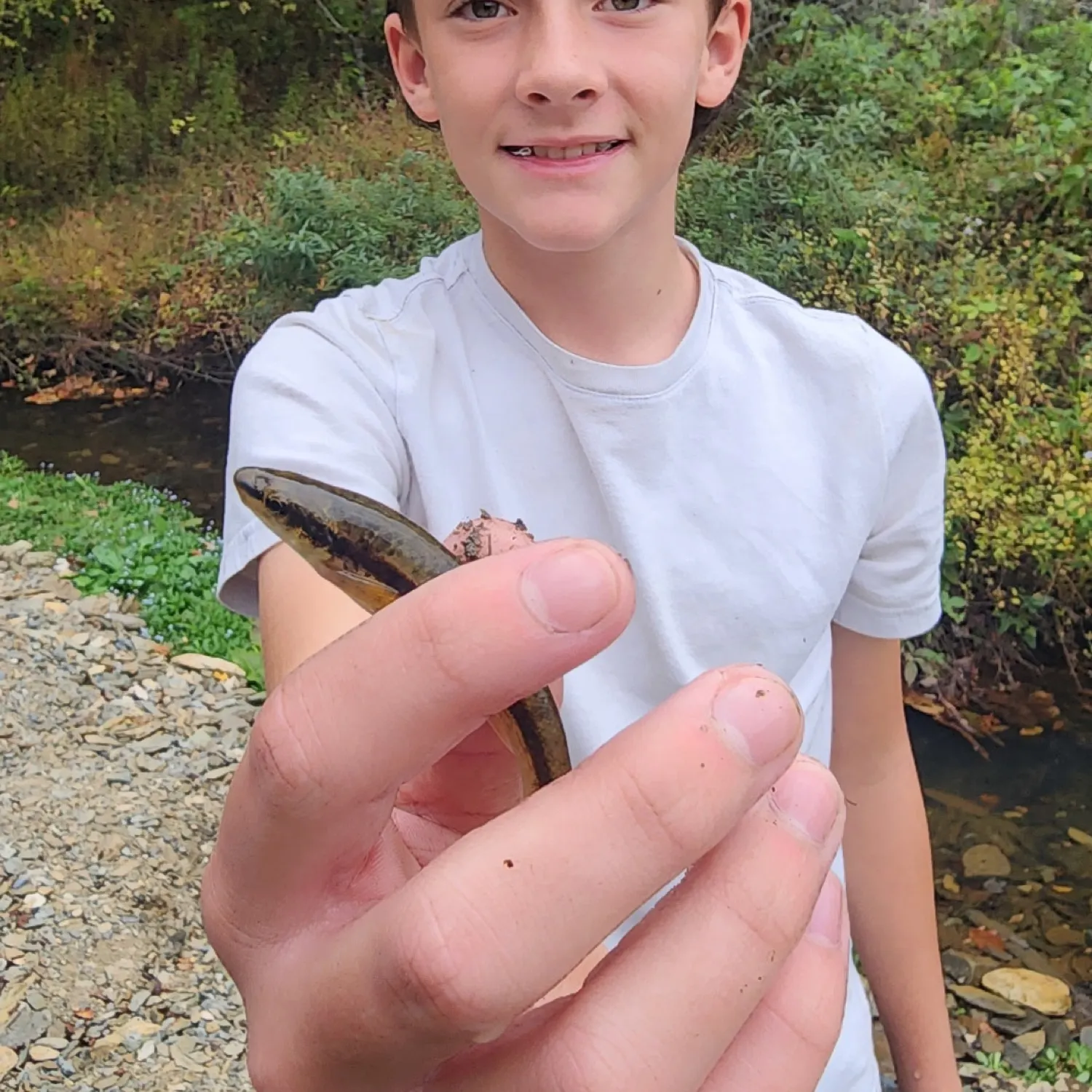 The most recent Blackspotted topminnow catches on Fishbrain