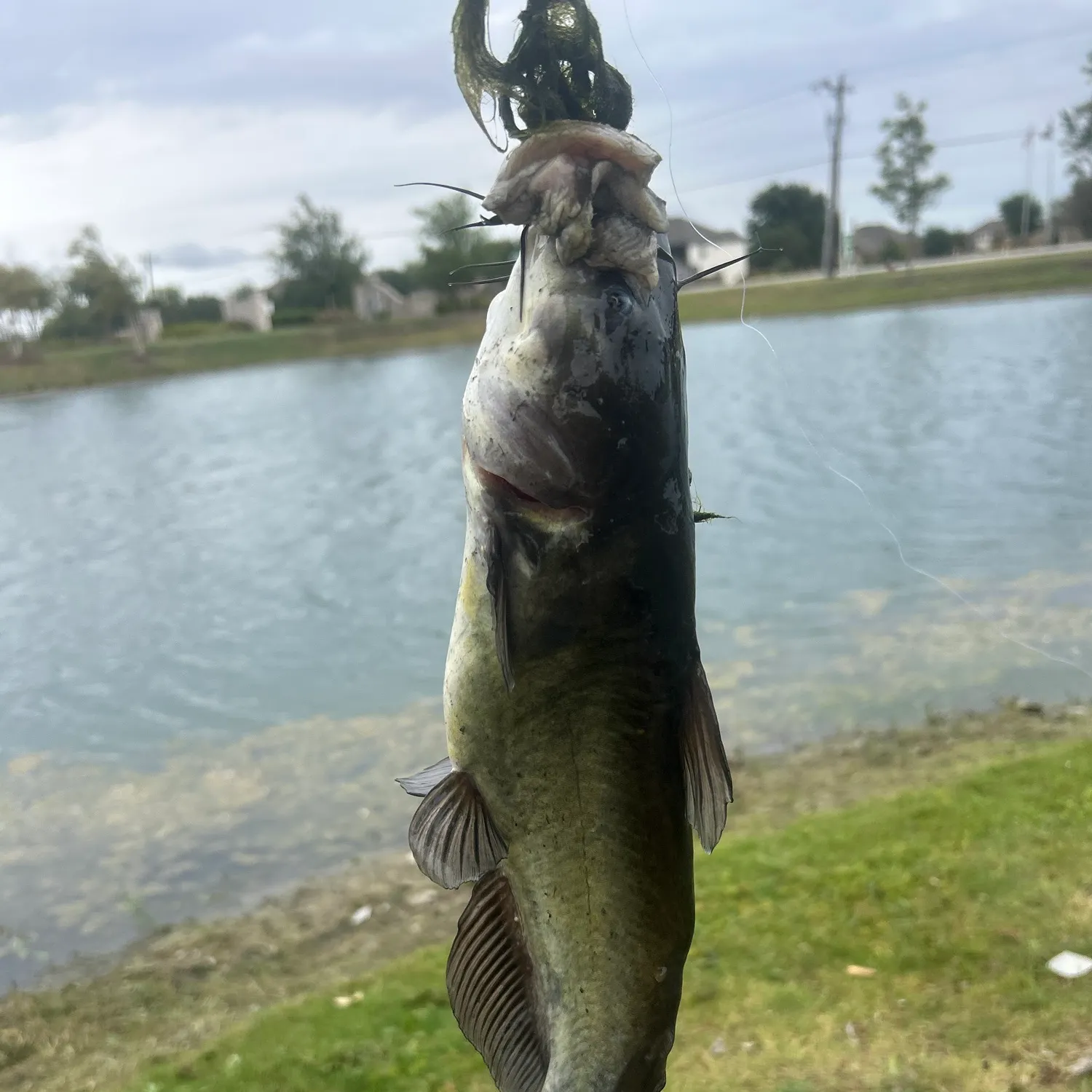 Black bullhead caught on Fishbrain
