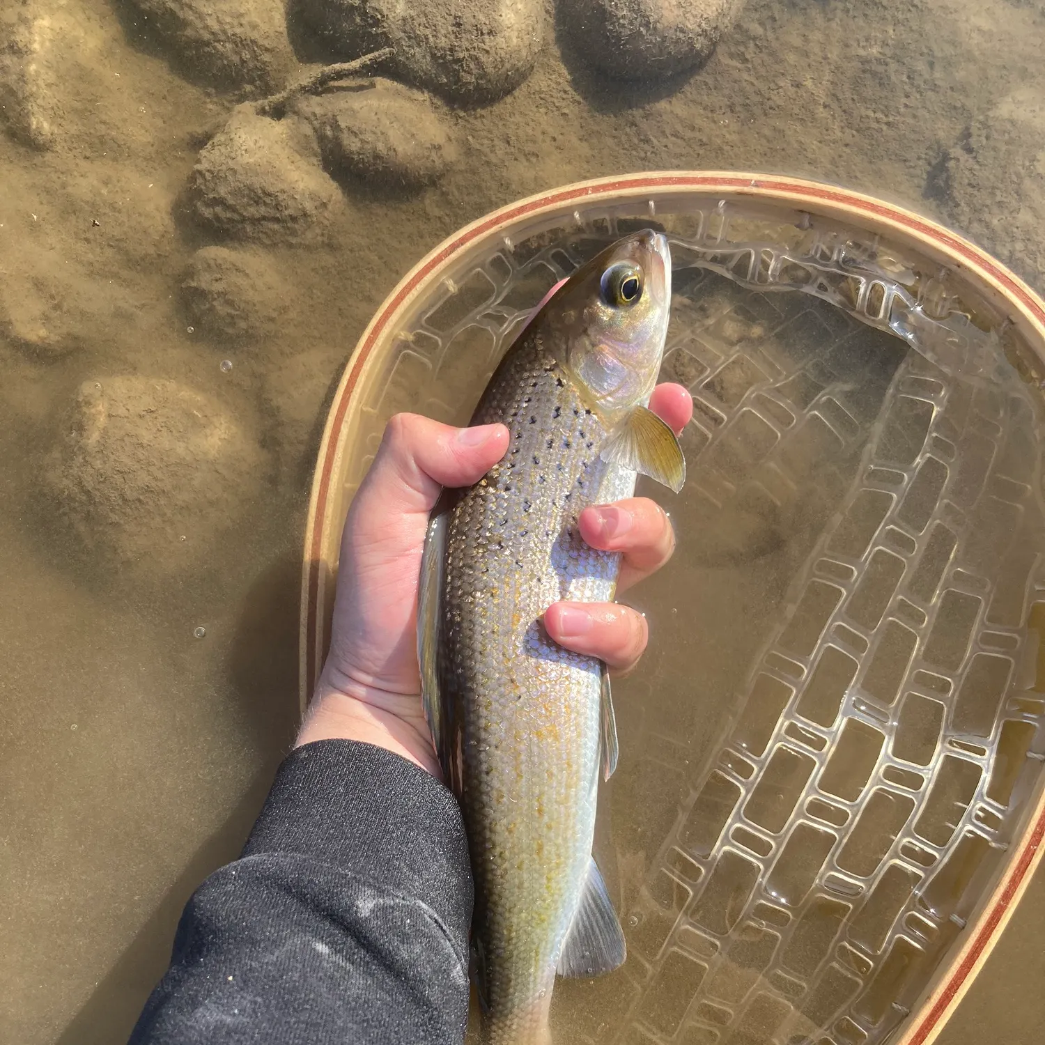 The most recent Arctic grayling catches on Fishbrain