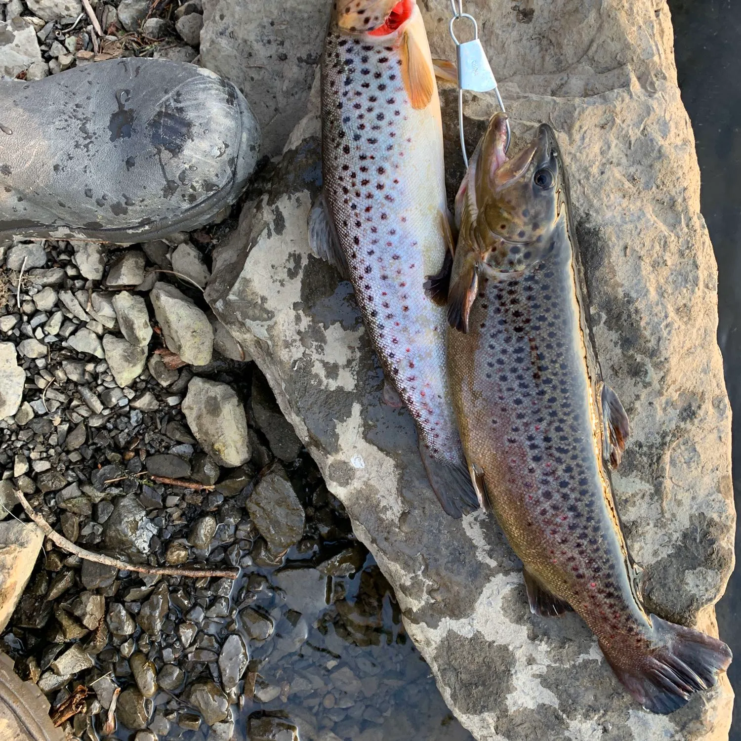 recently logged catches