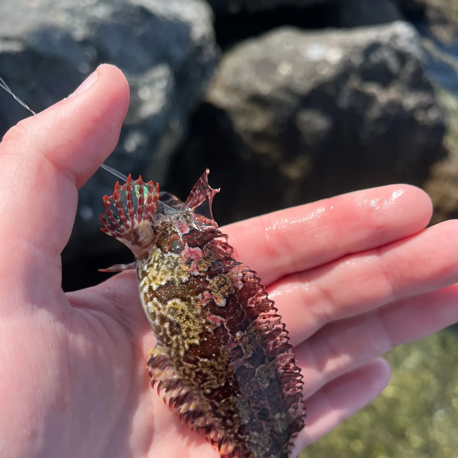 The most recent Crevice kelpfish catches on Fishbrain