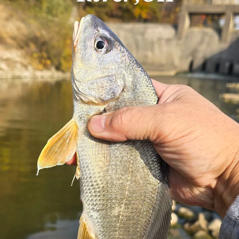 Freshwater drum caught on Fishbrain