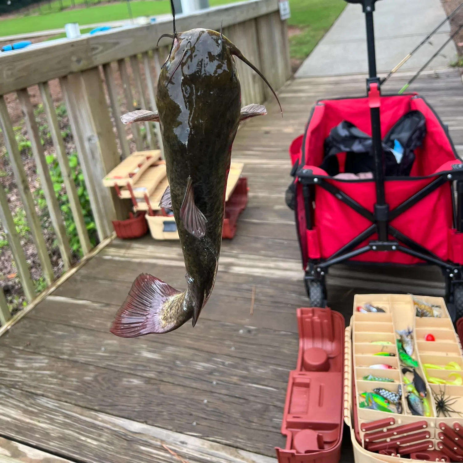recently logged catches