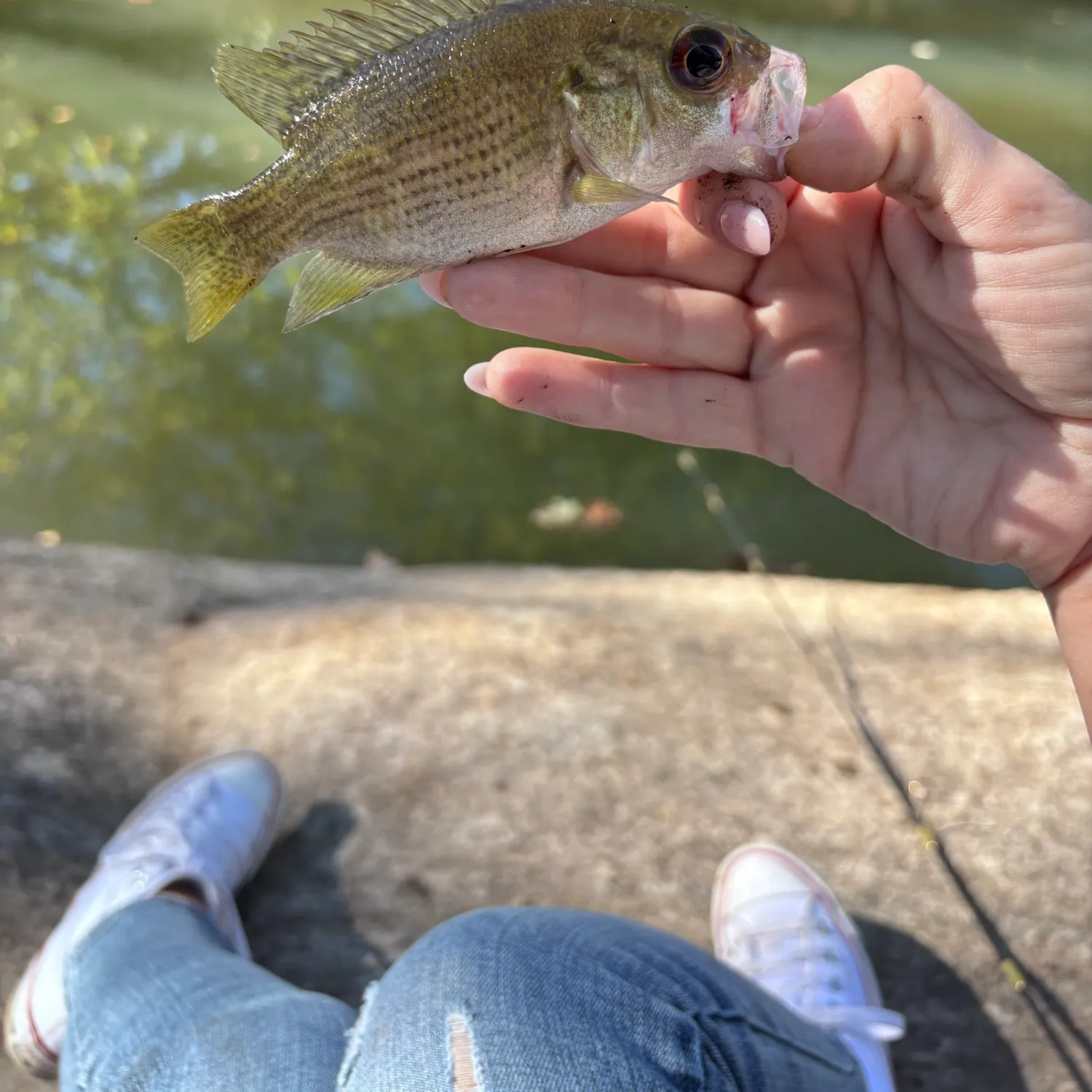 The most recent Redeye bass catches on Fishbrain