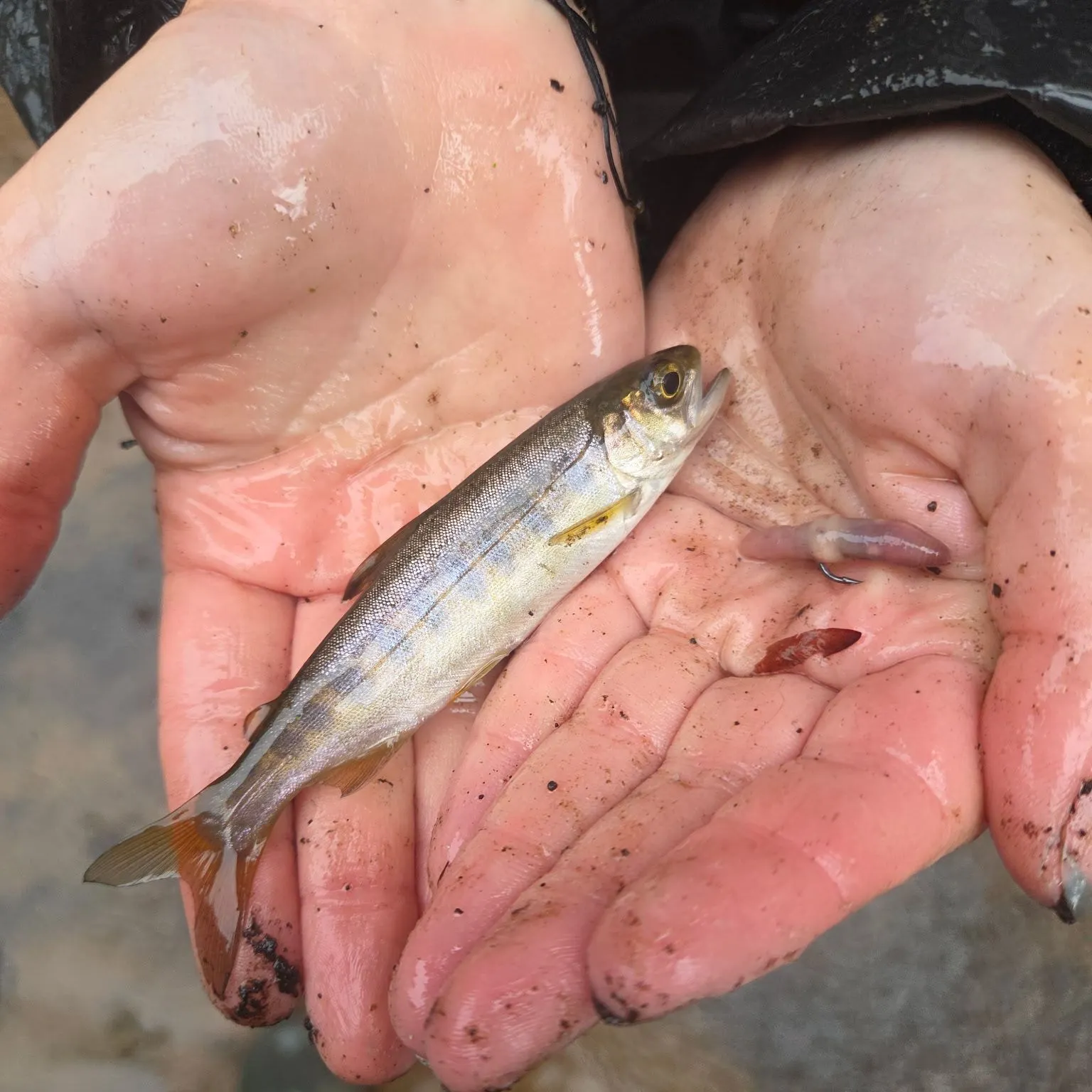Coho salmon caught on Fishbrain