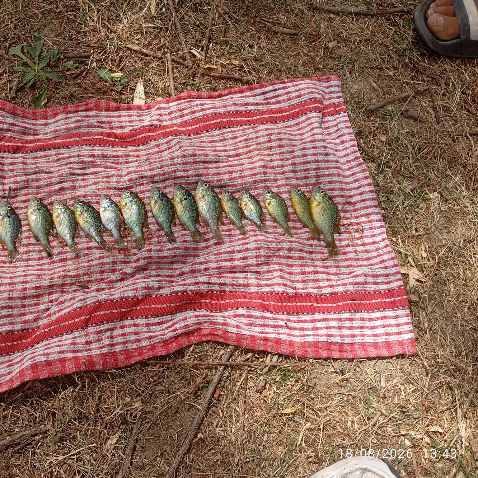 Pumpkinseed caught on Fishbrain