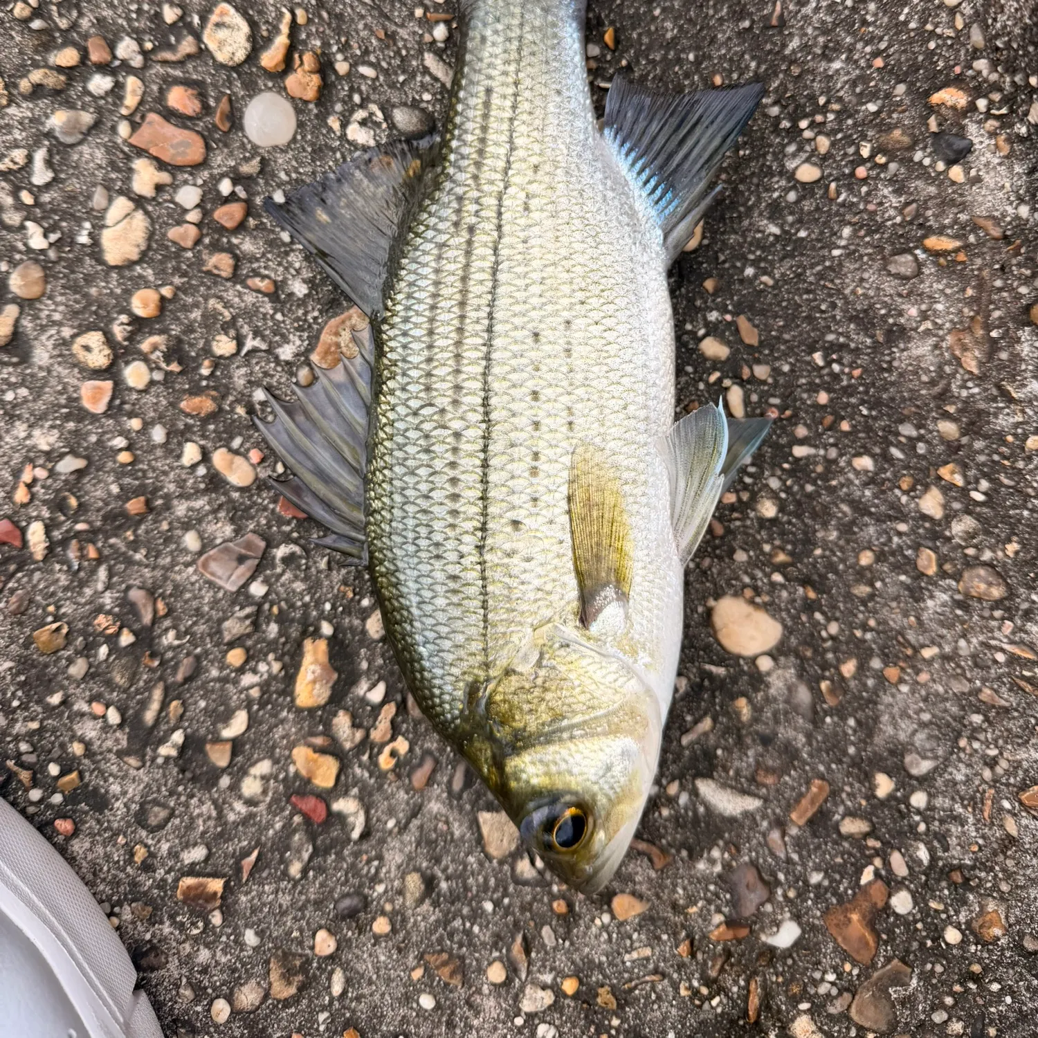 White bass caught on Fishbrain
