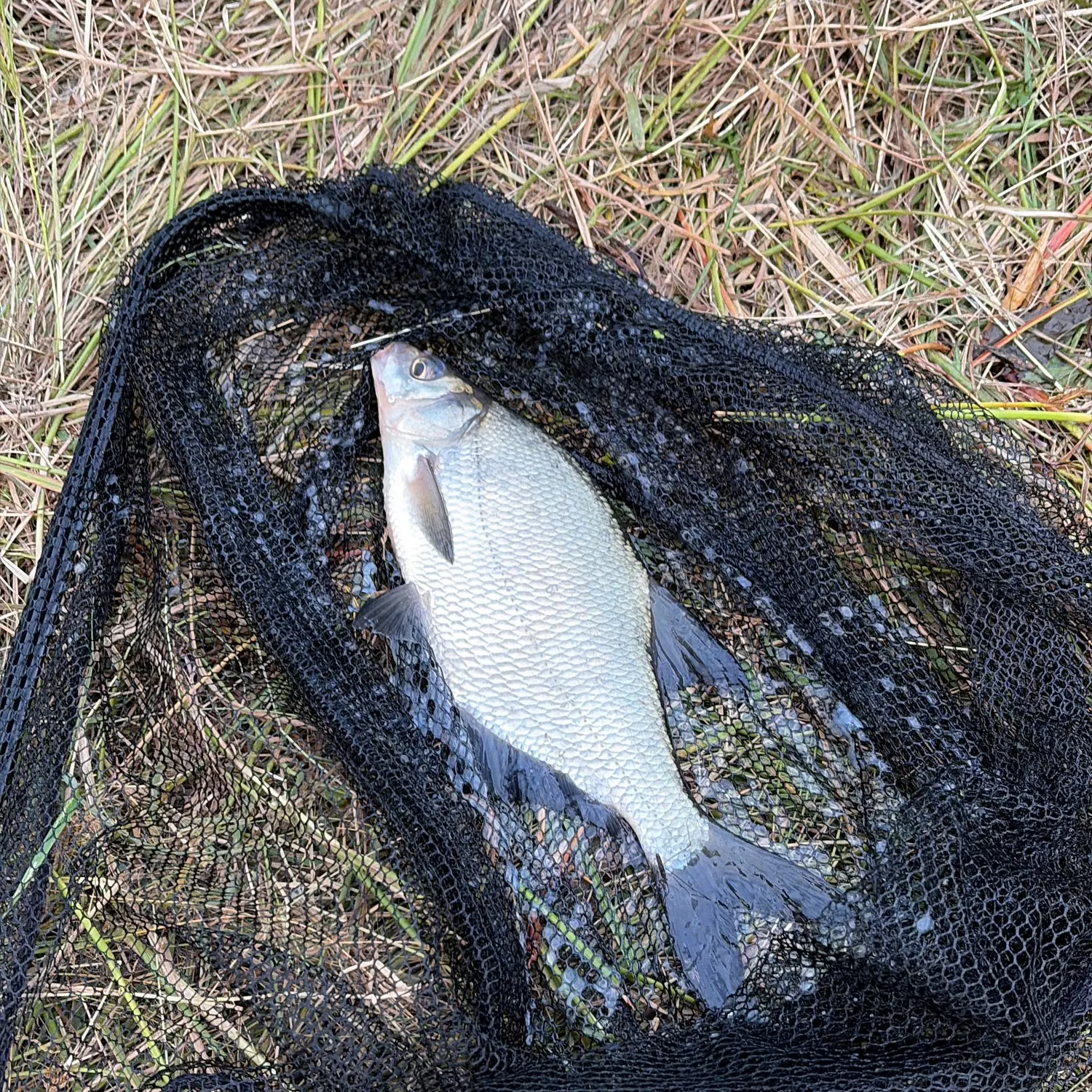 Common bream caught on Fishbrain