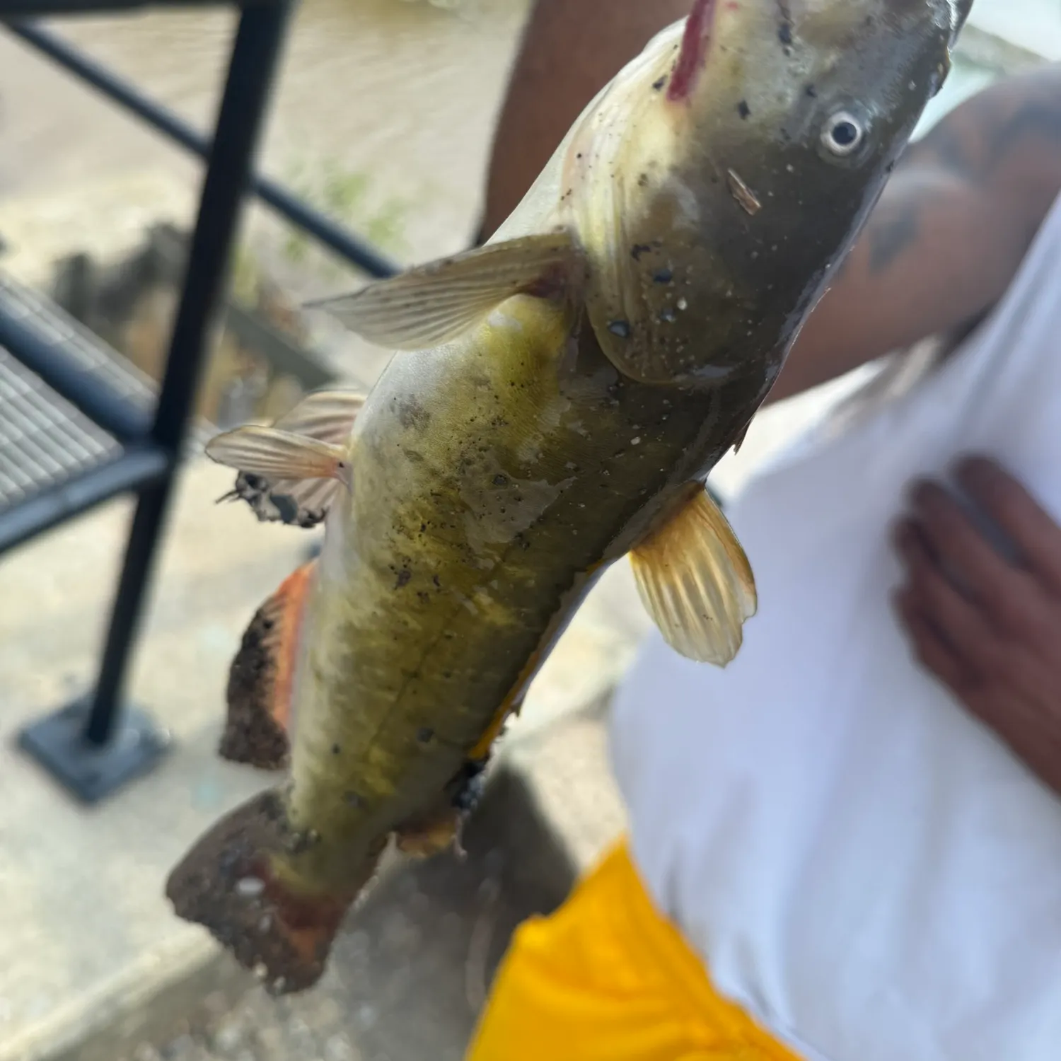 Yellow bullhead caught on Fishbrain