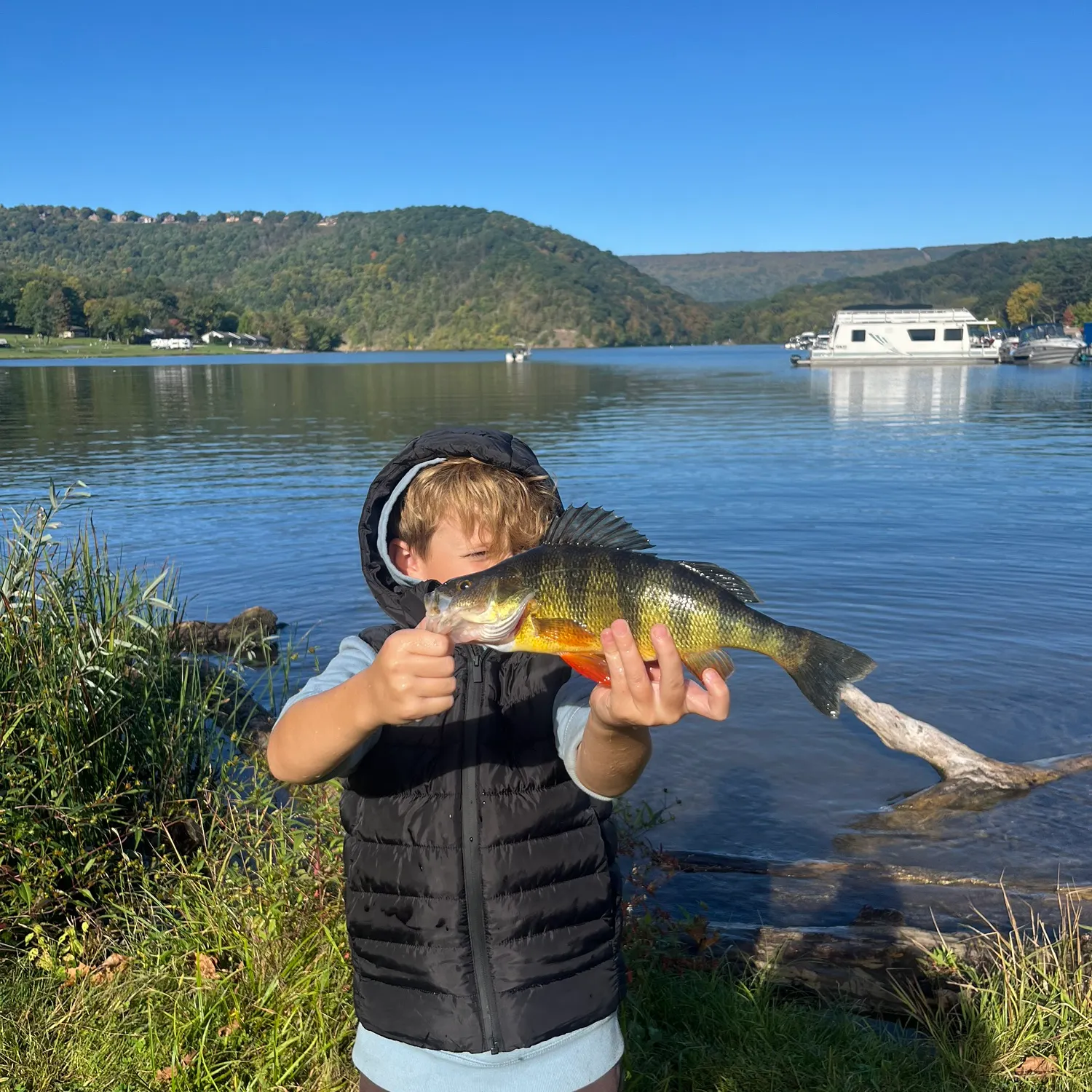 Yellow perch caught on Fishbrain