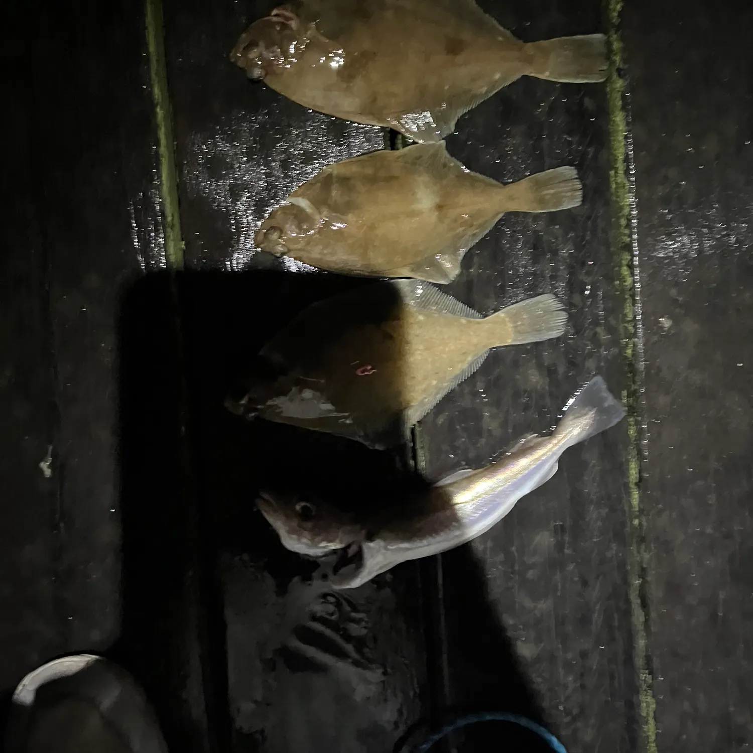 The most recent Whiting catches on Fishbrain