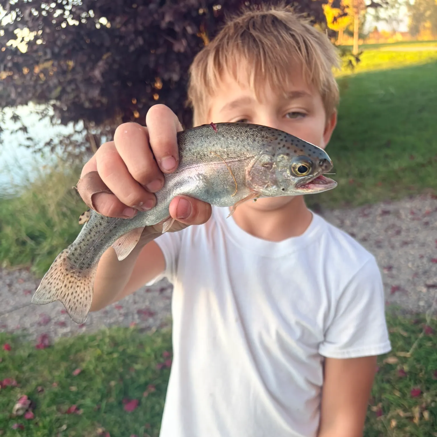 Rainbow trout caught on Fishbrain