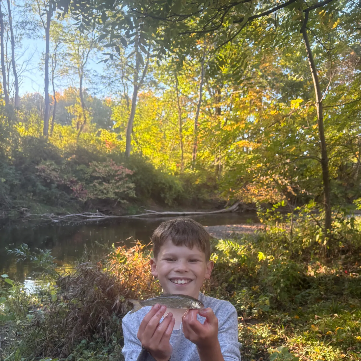 Fallfish caught on Fishbrain