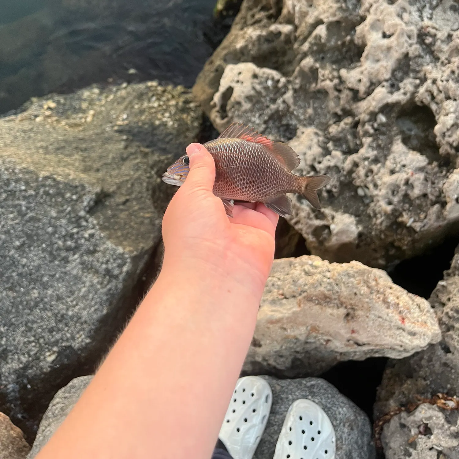 The most recent White grunt catches on Fishbrain