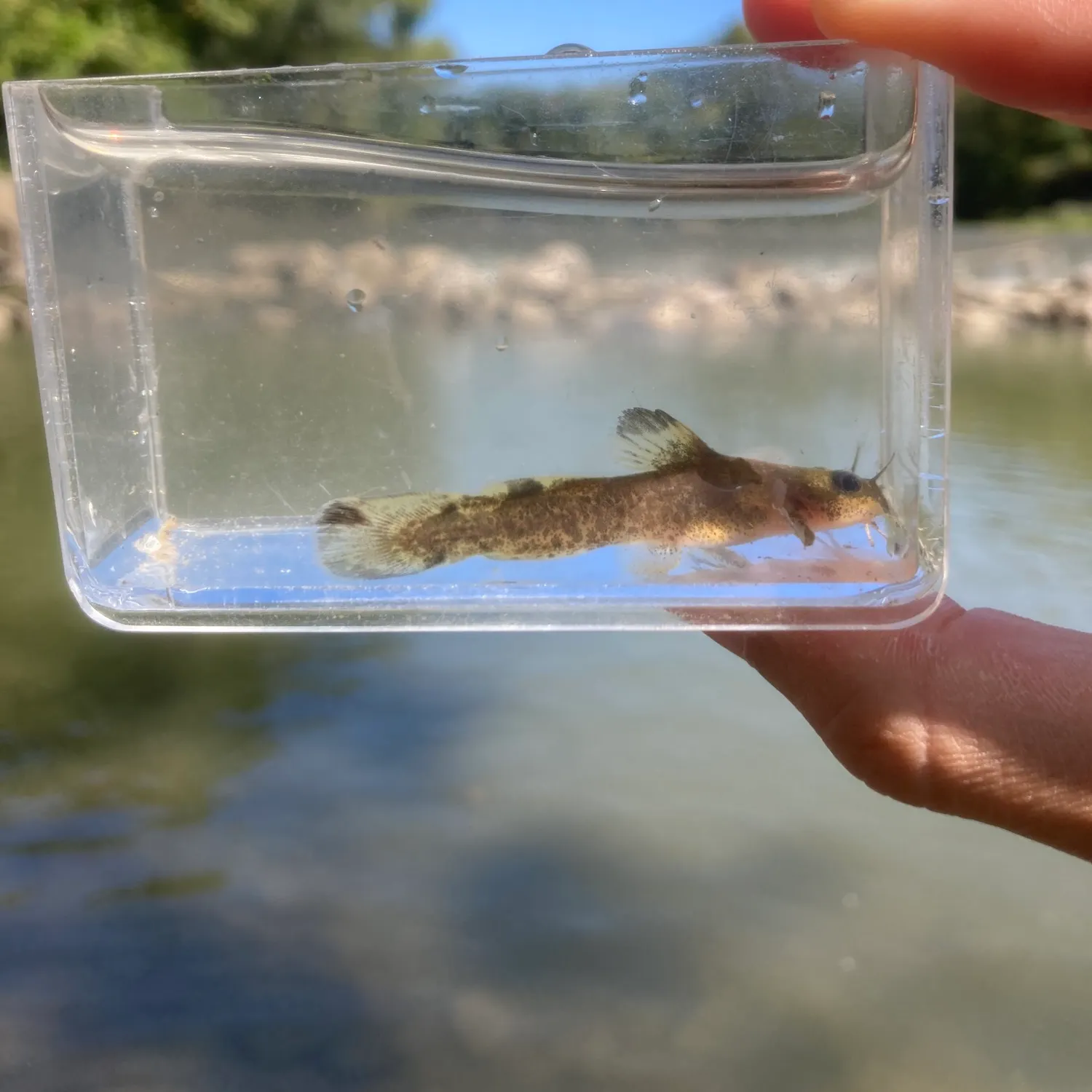 The most recent Brindled madtom catches on Fishbrain