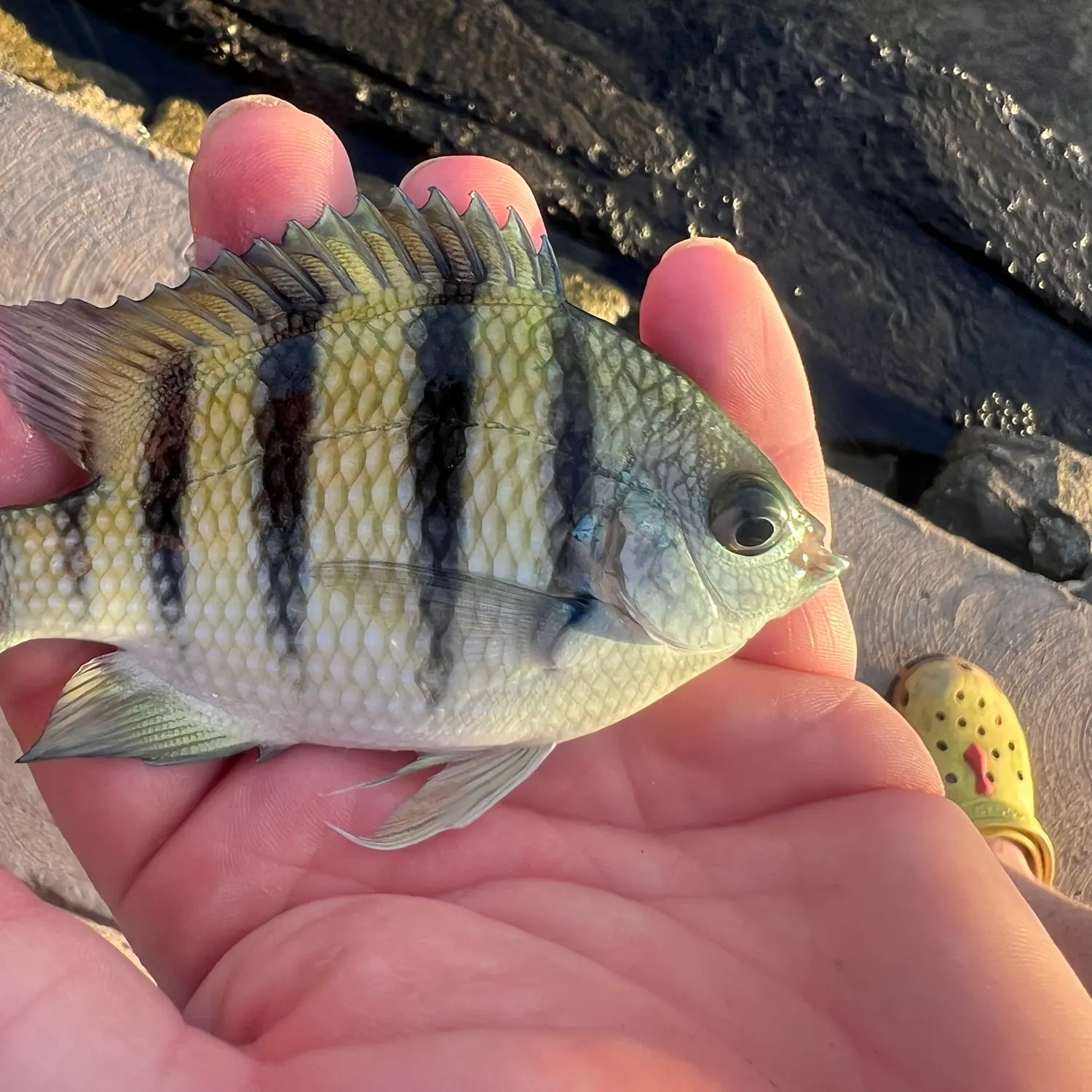 The most popular recent Green damselfish catch on Fishbrain