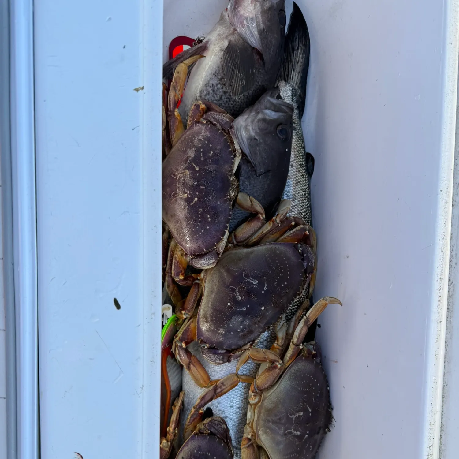 Coho salmon caught on Fishbrain
