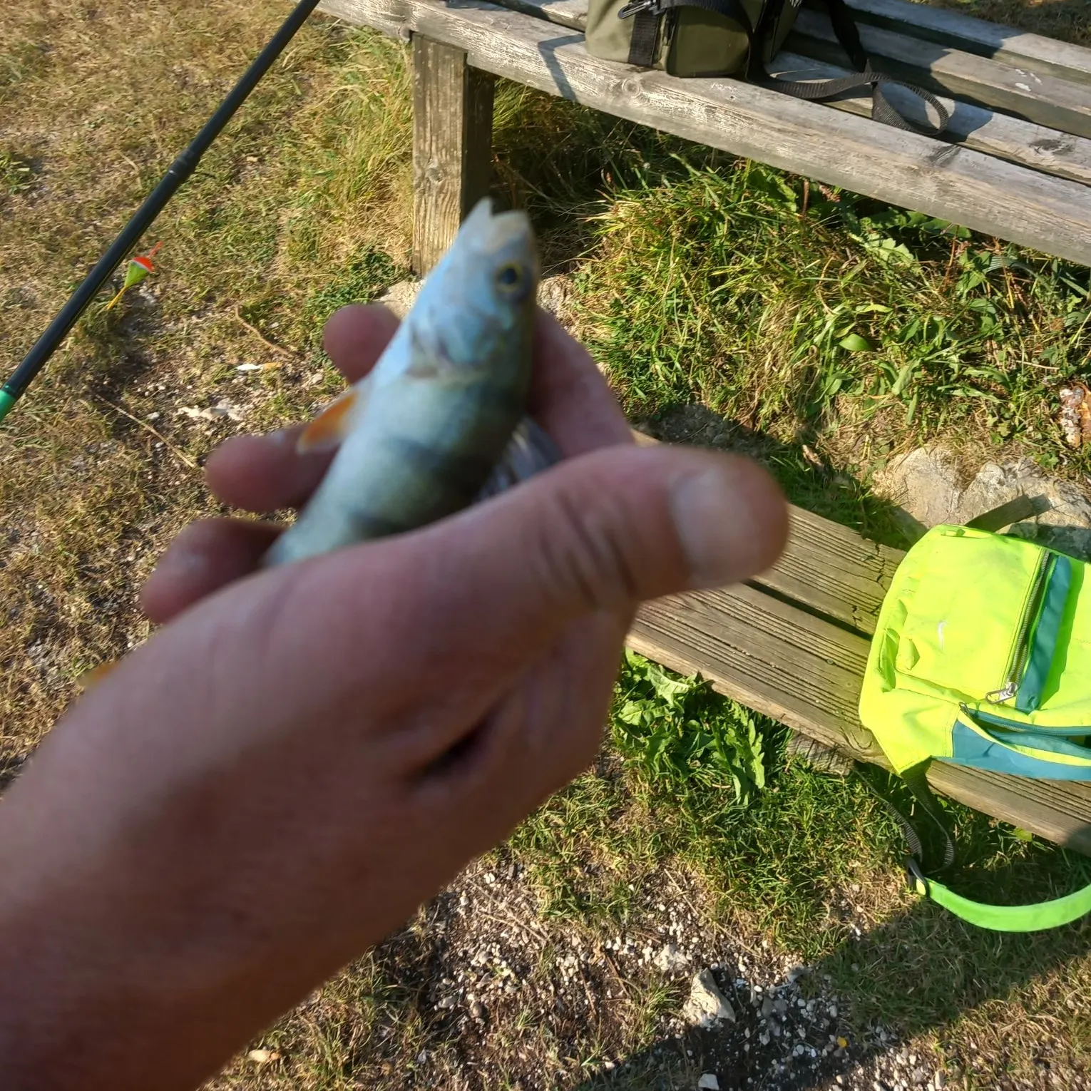 Fish caught on Fishbrain