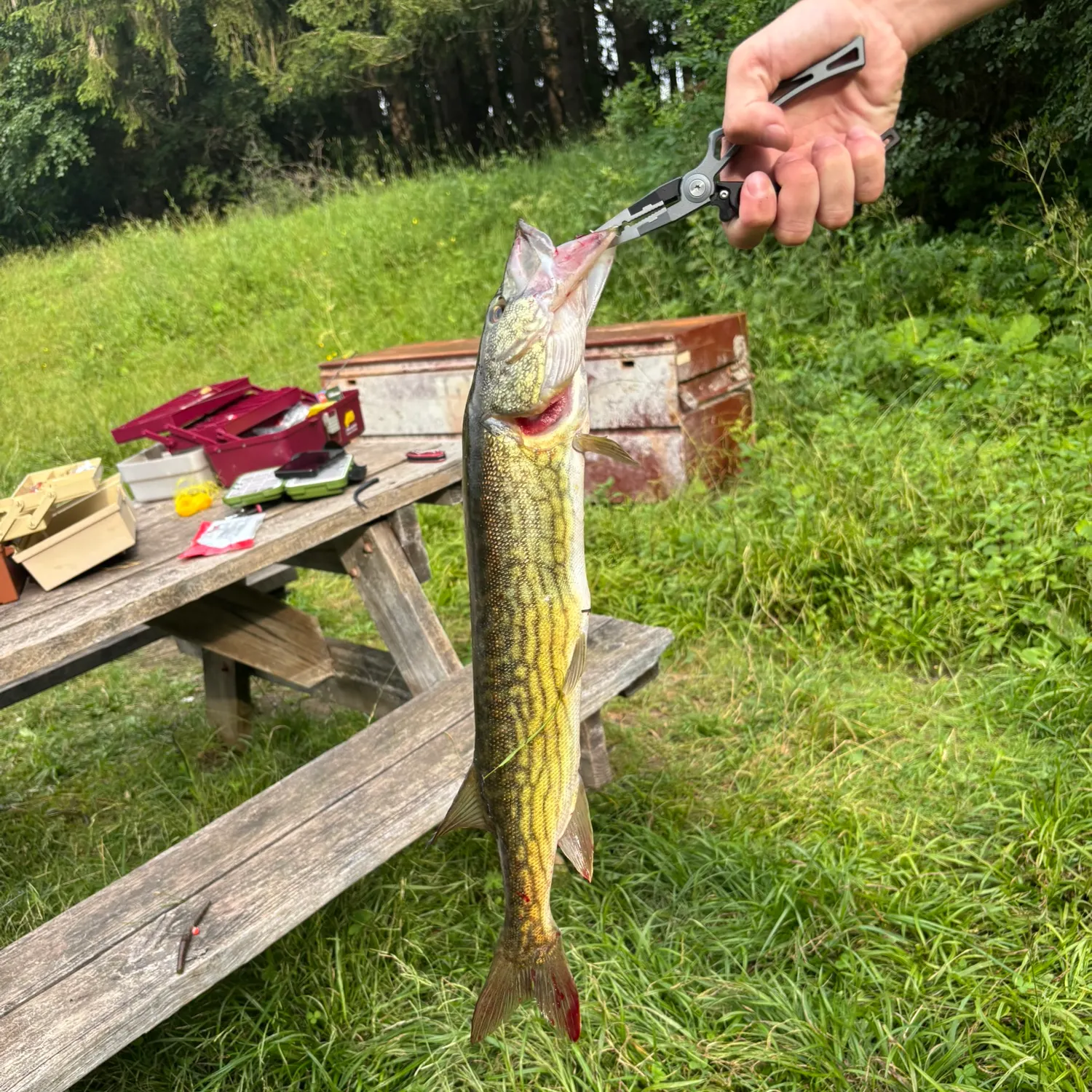 recently logged catches
