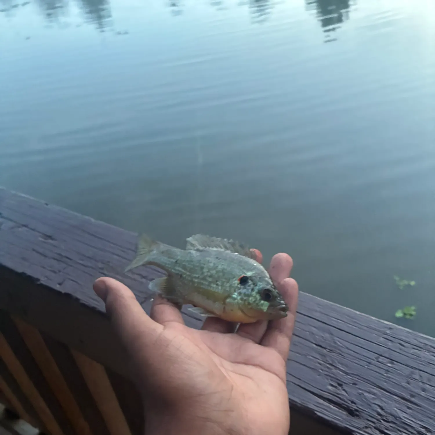 Bluegill caught on Fishbrain