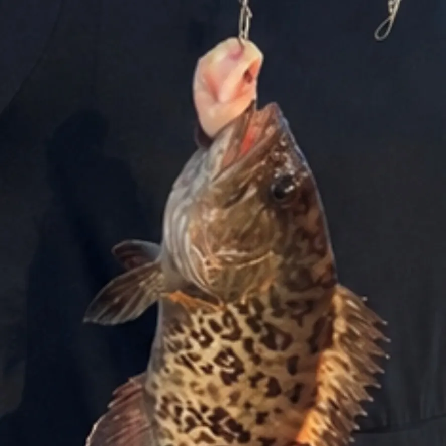 The most recent Atlantic goliath grouper catches on Fishbrain