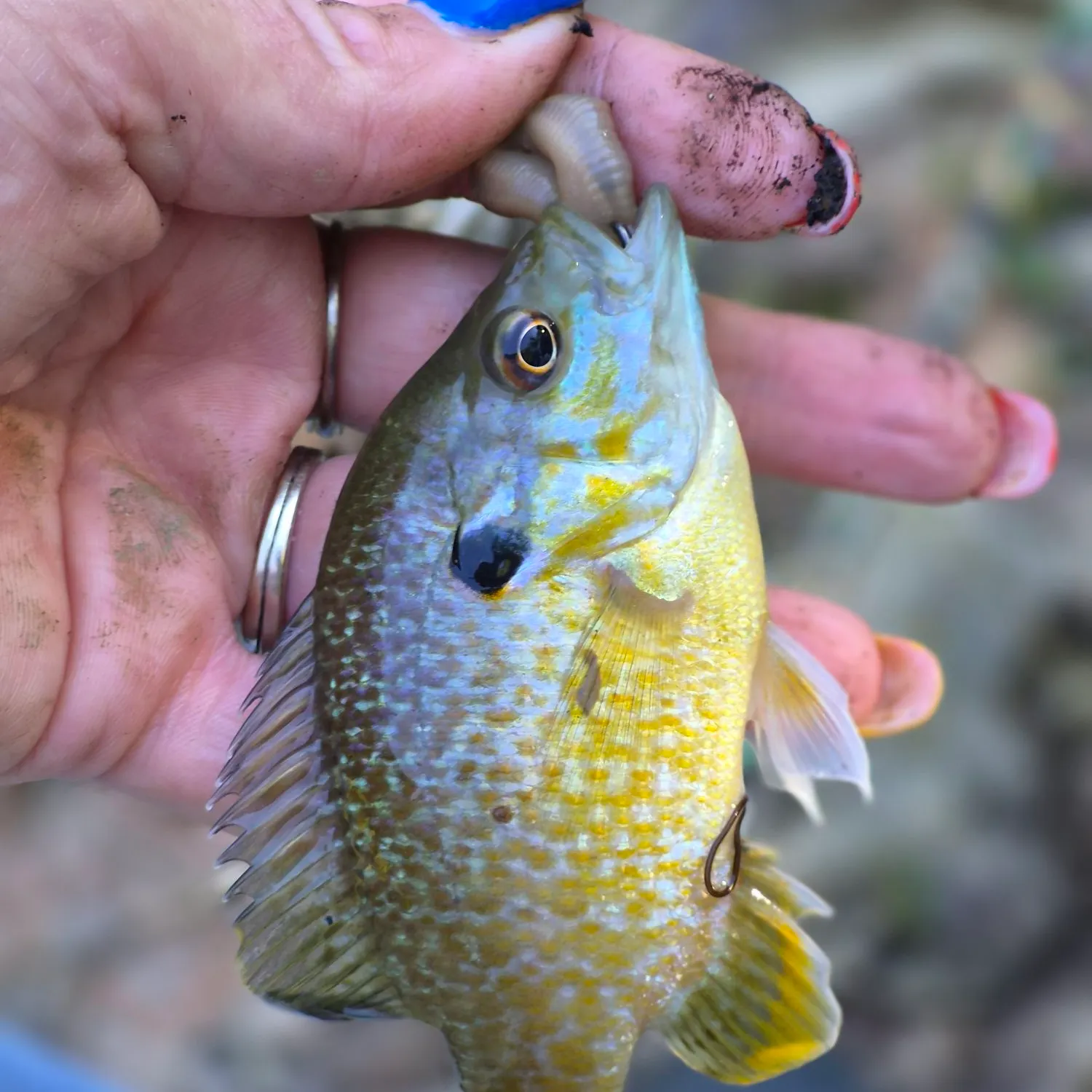 Bluegill caught on Fishbrain
