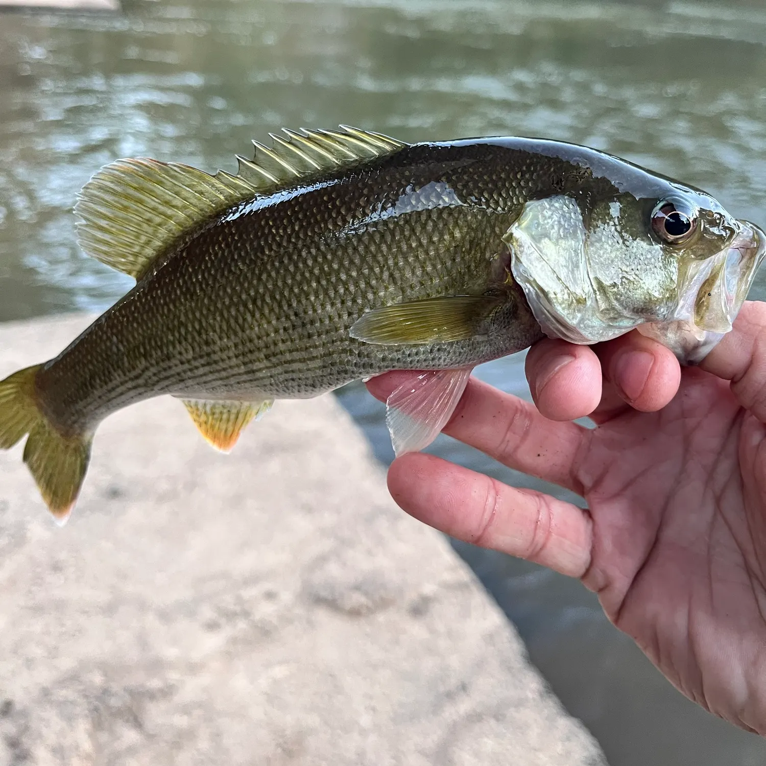 Redeye bass caught on Fishbrain