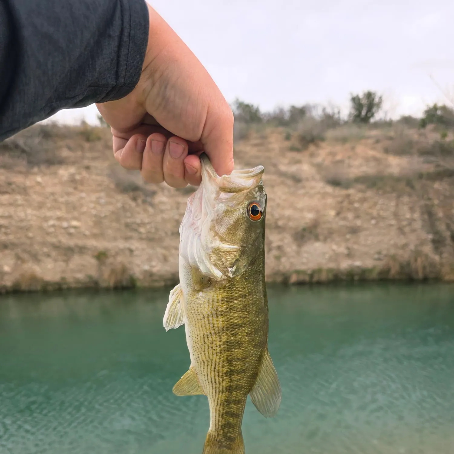 The most recent Guadalupe bass catches on Fishbrain