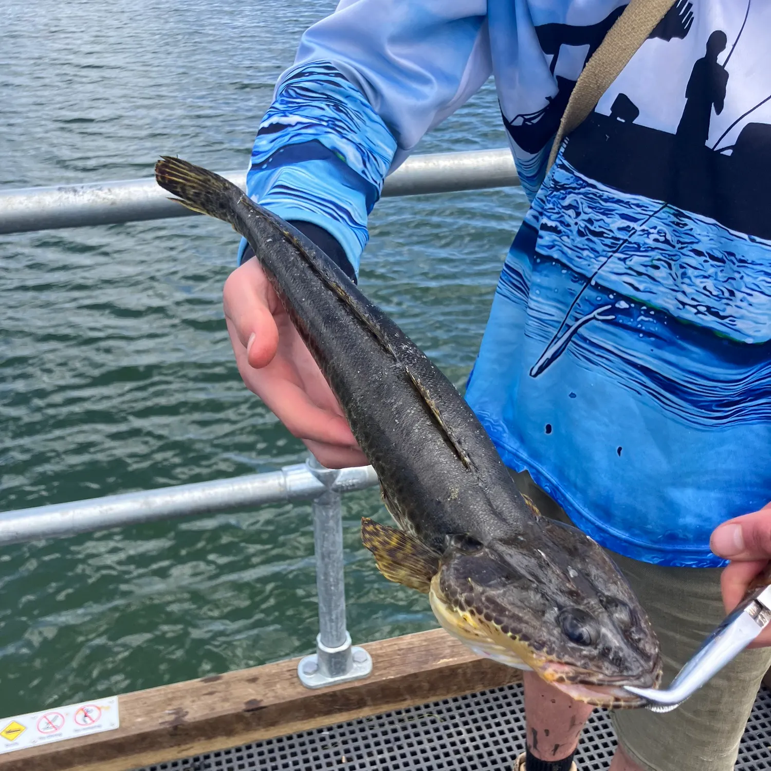 The most recent Rock flathead catches on Fishbrain
