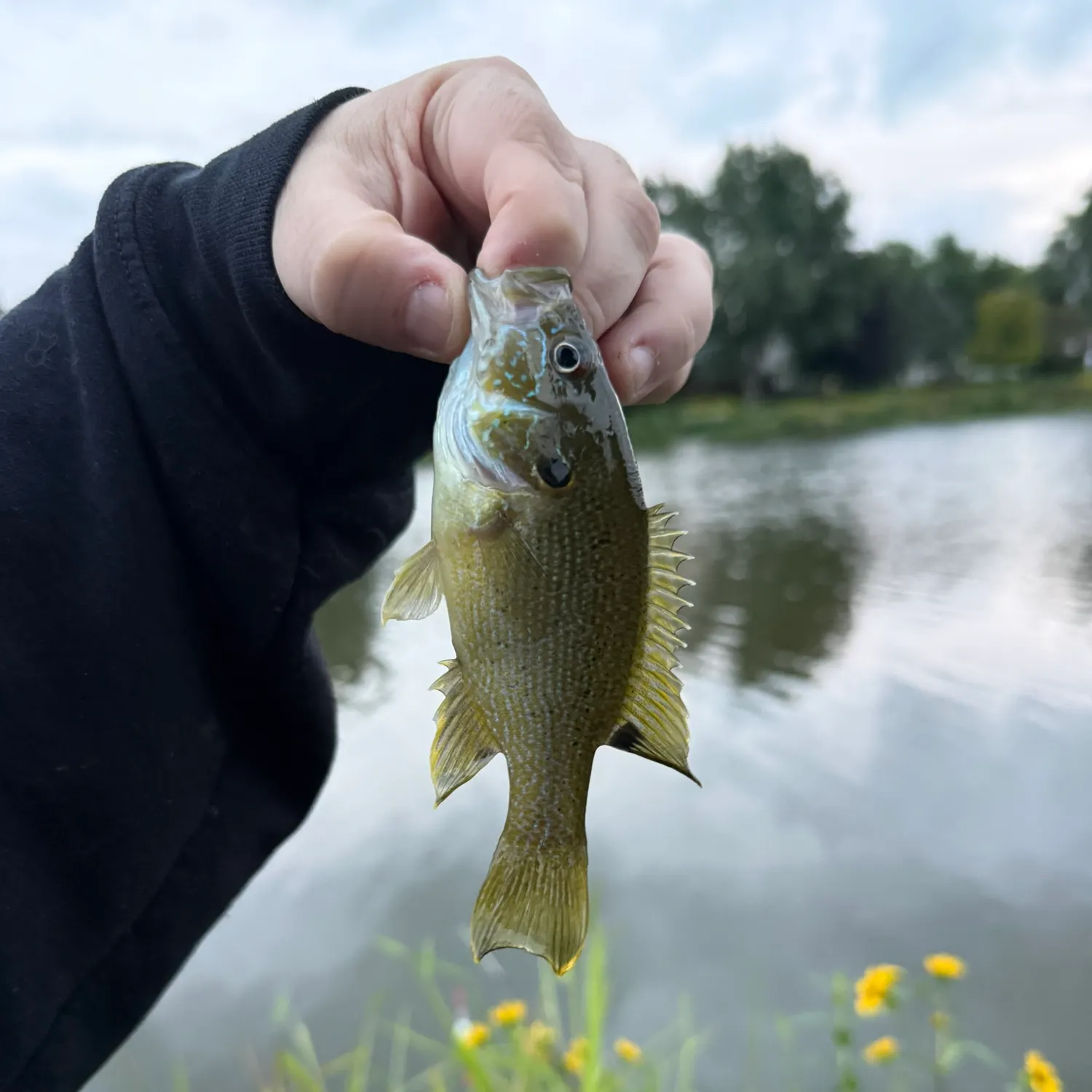 Green sunfish caught on Fishbrain