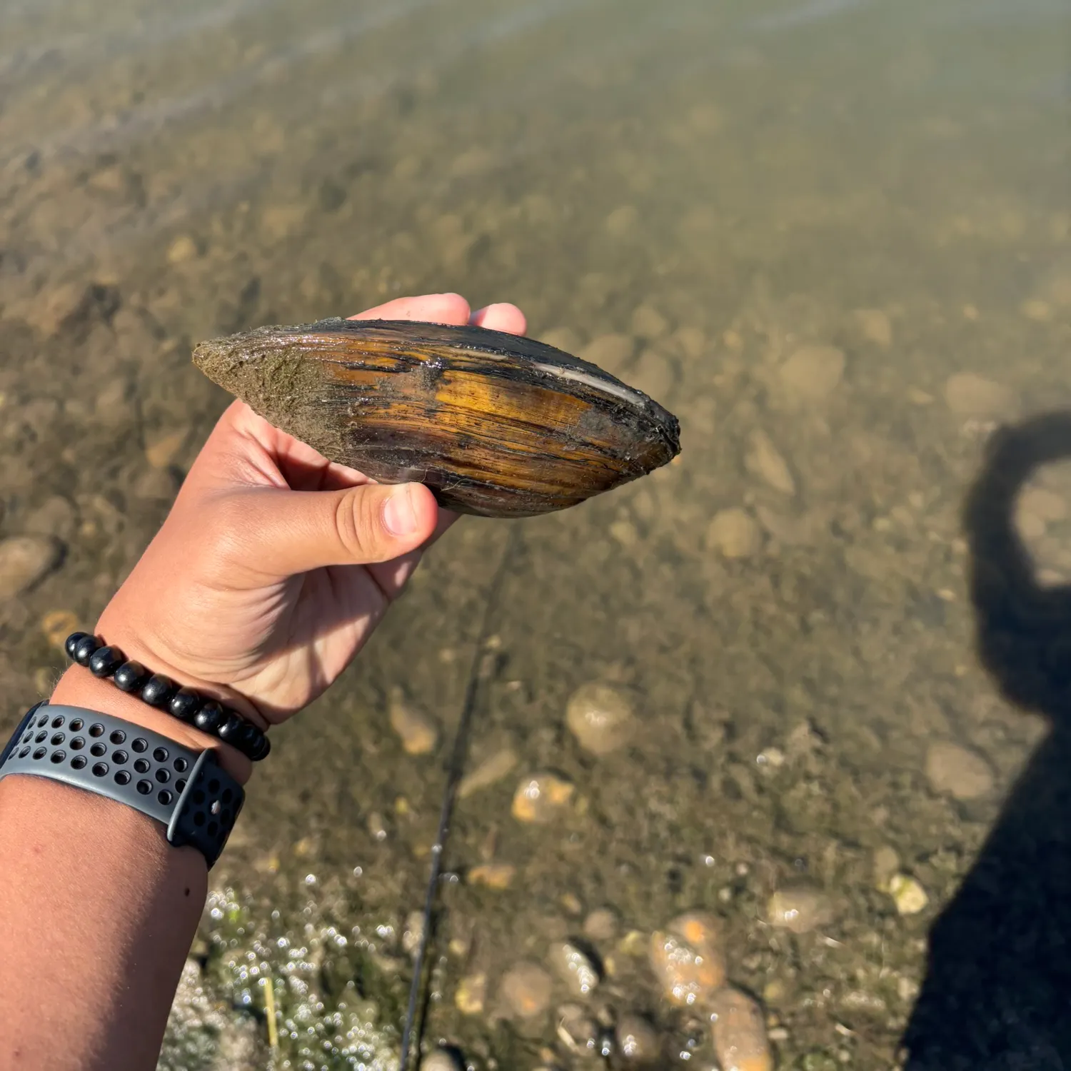 The most recent Pimpleback mussel catches on Fishbrain
