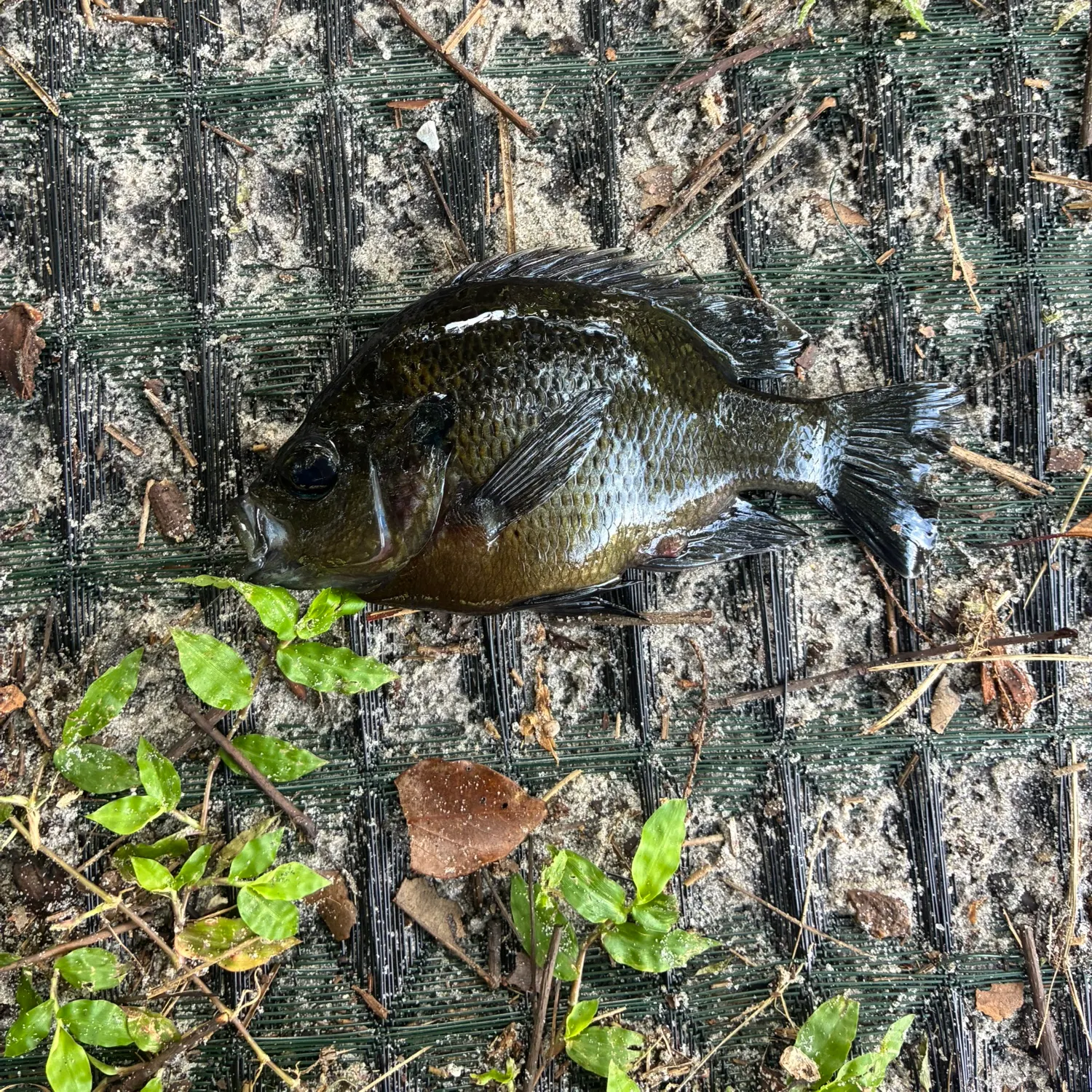 Bluegill caught on Fishbrain