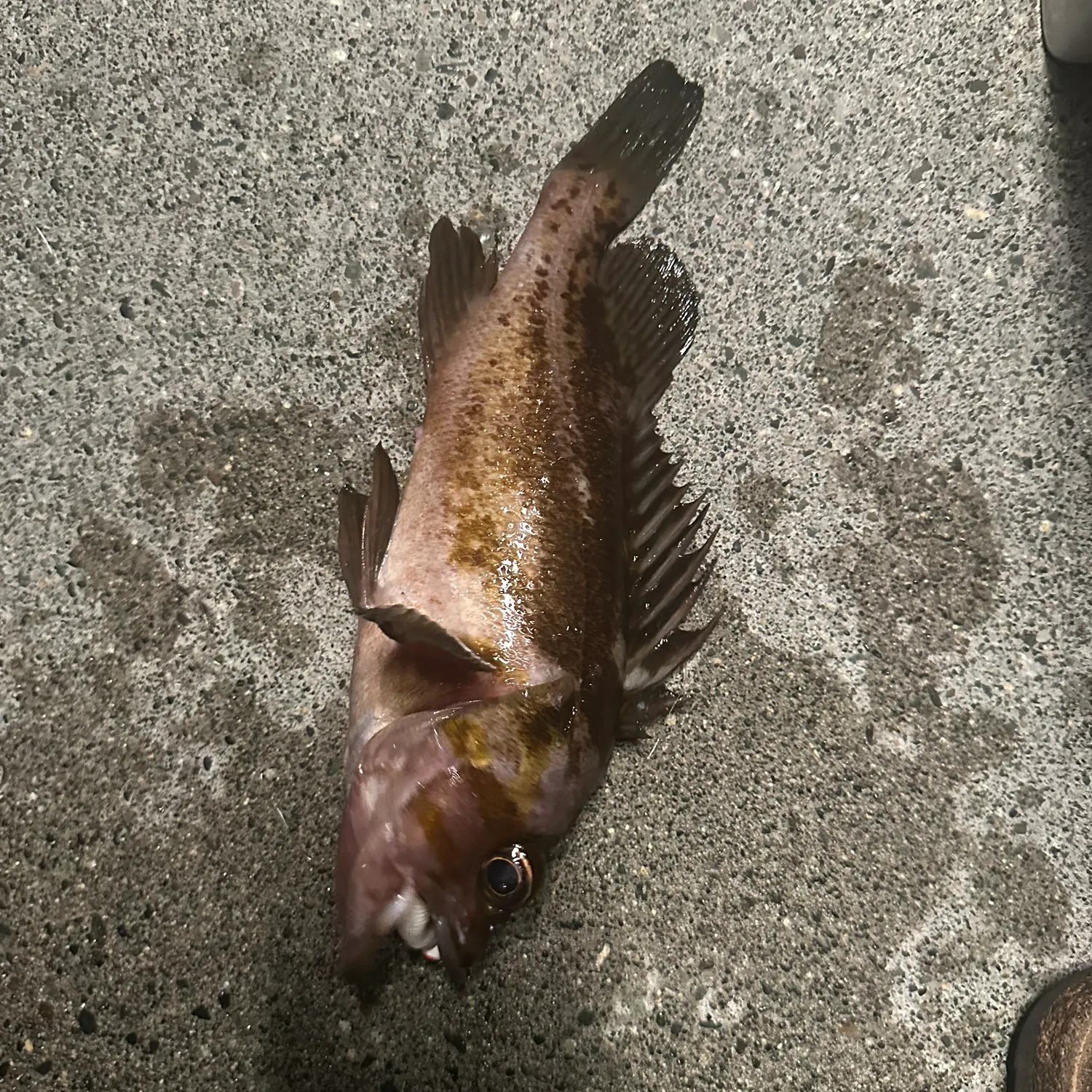 Copper rockfish caught on Fishbrain
