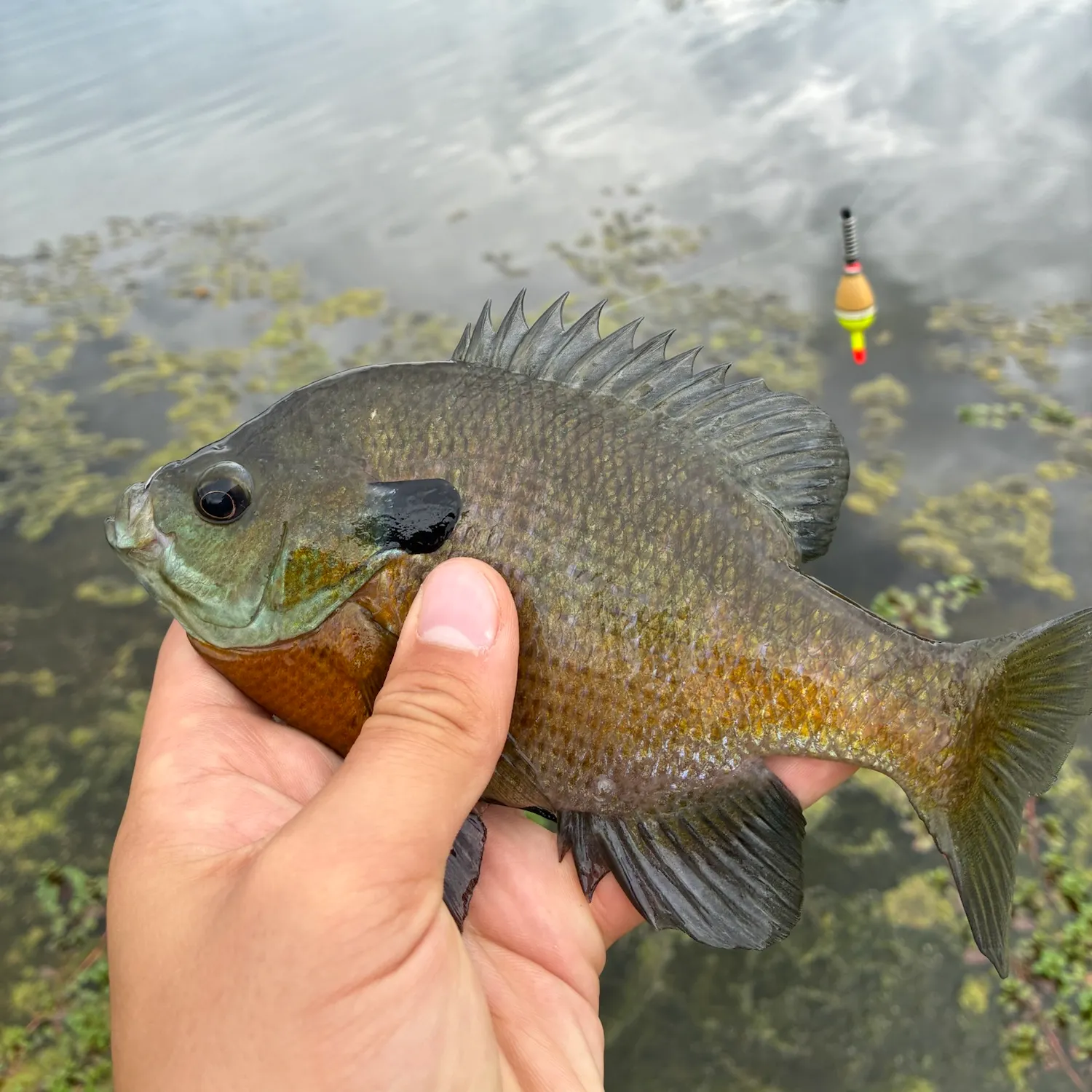 Bluegill caught on Fishbrain
