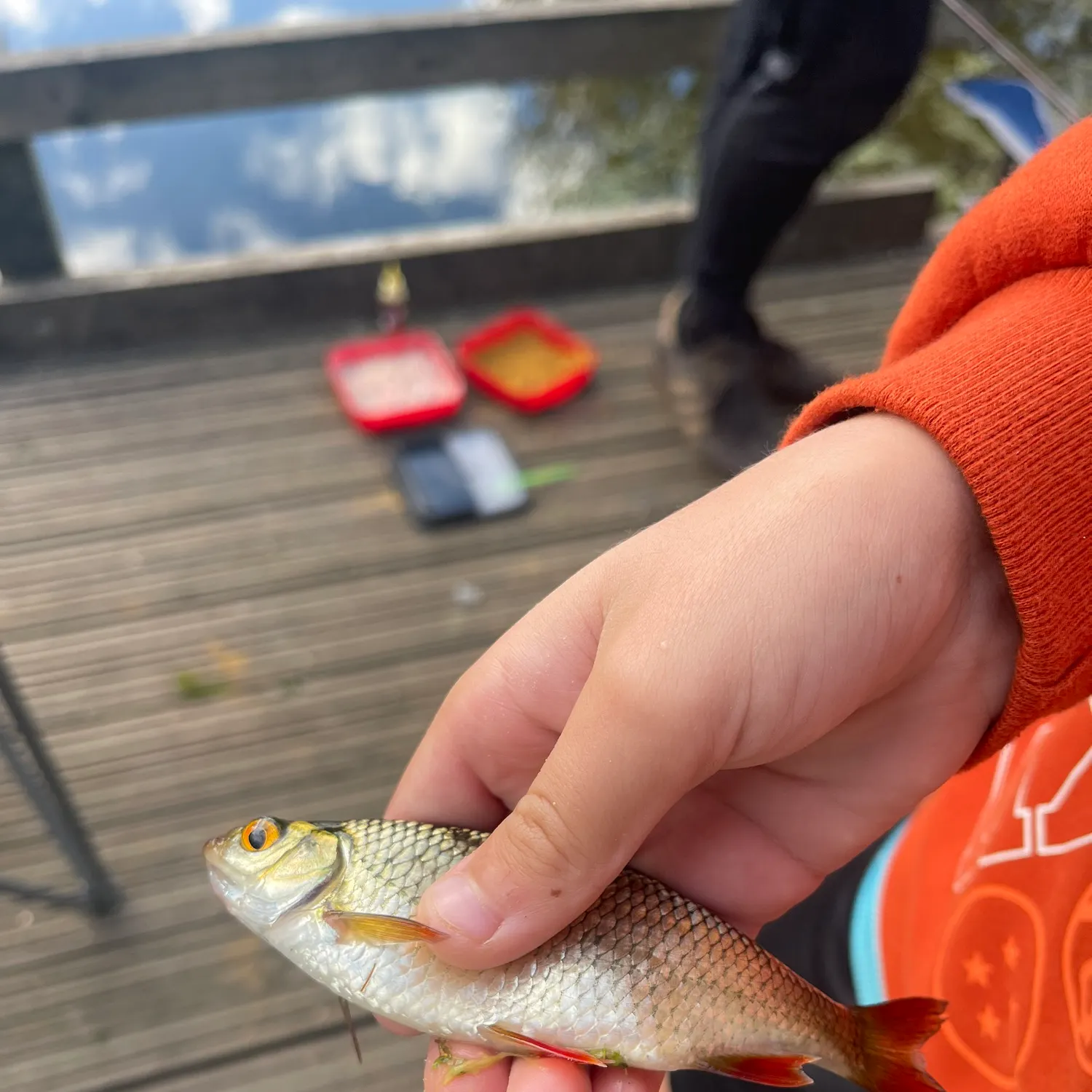 Common roach caught on Fishbrain
