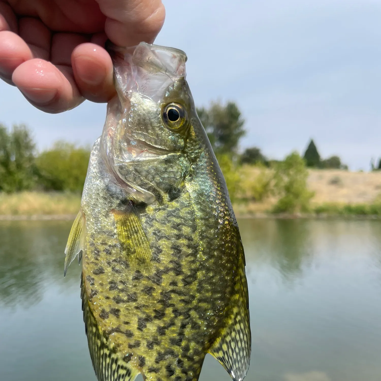Black crappie caught on Fishbrain